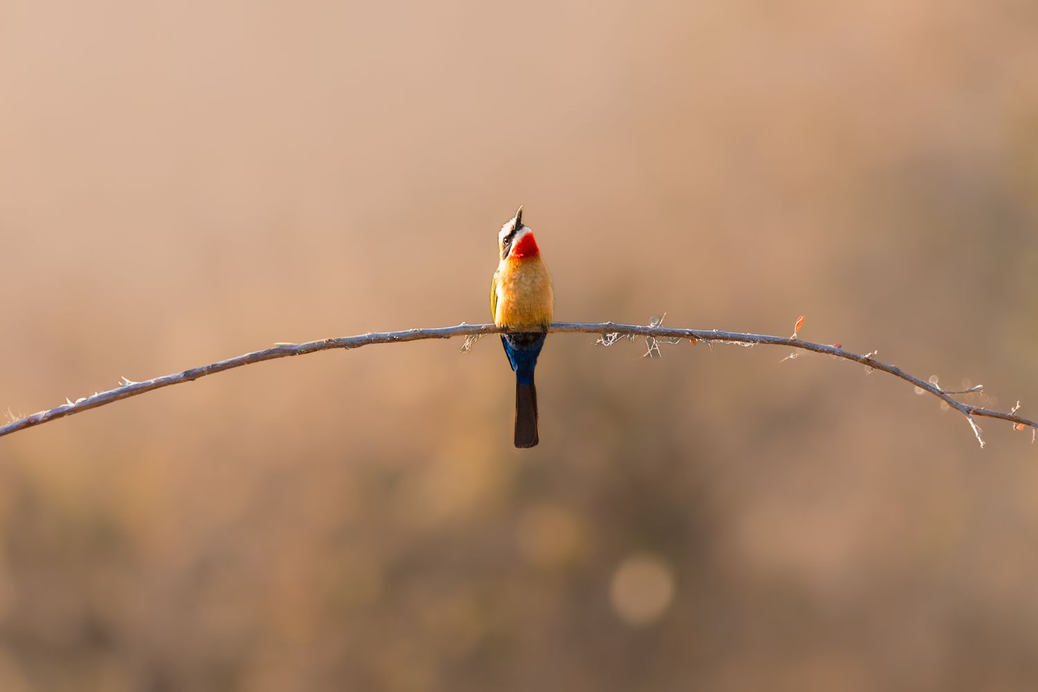Luzaan Wildlife Photography