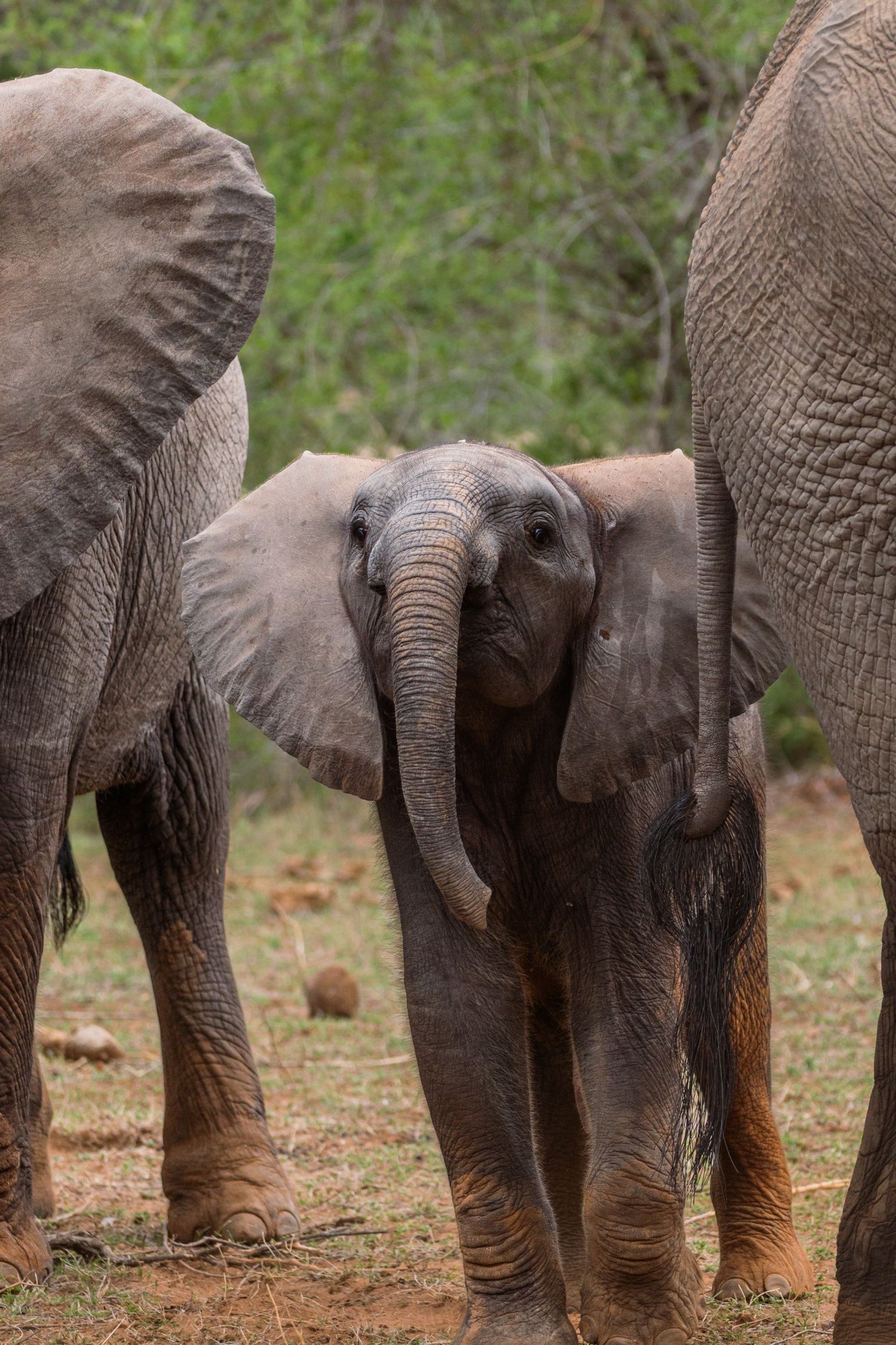 Luzaan Wildlife Photography