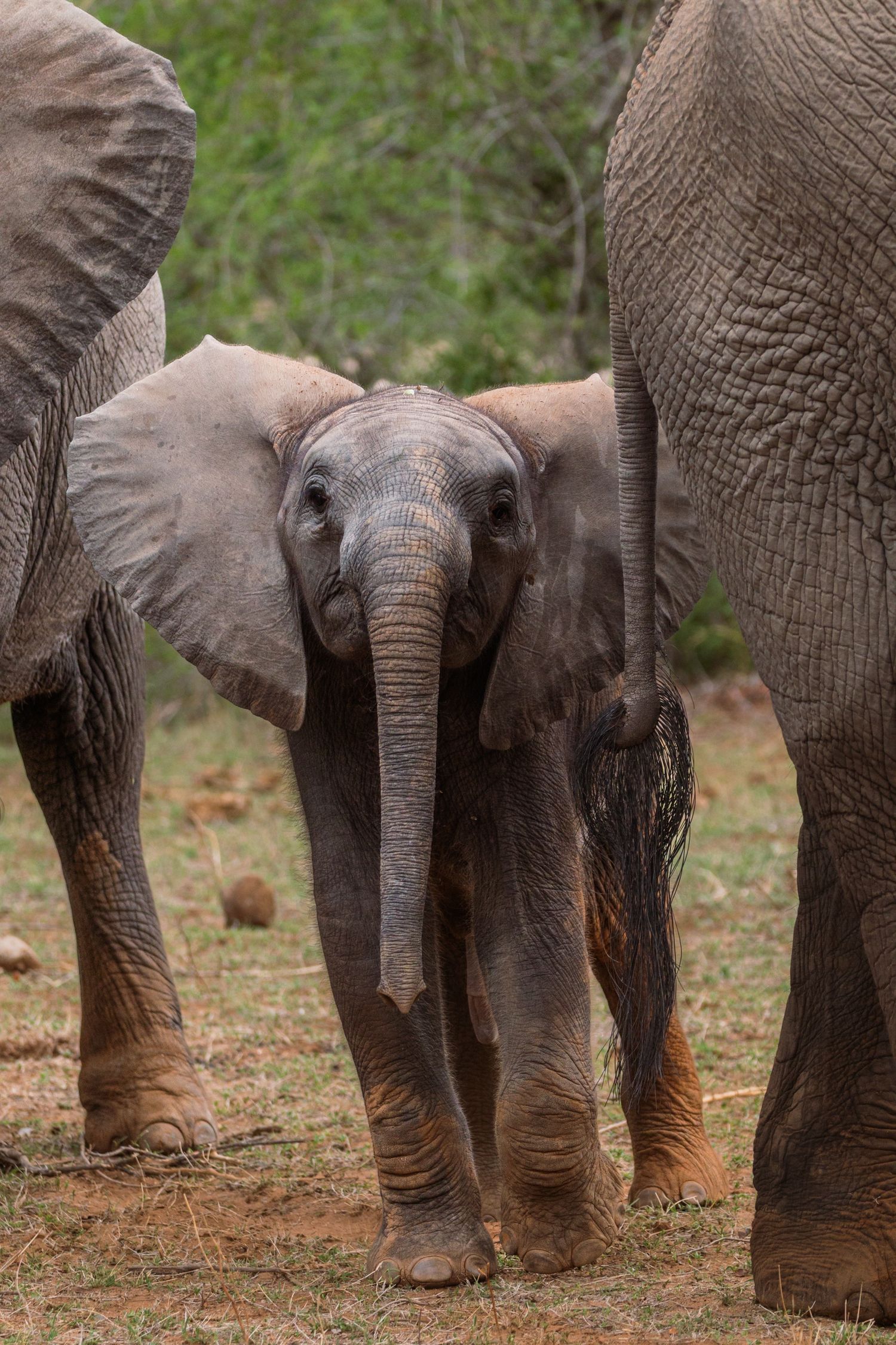 Luzaan Wildlife Photography