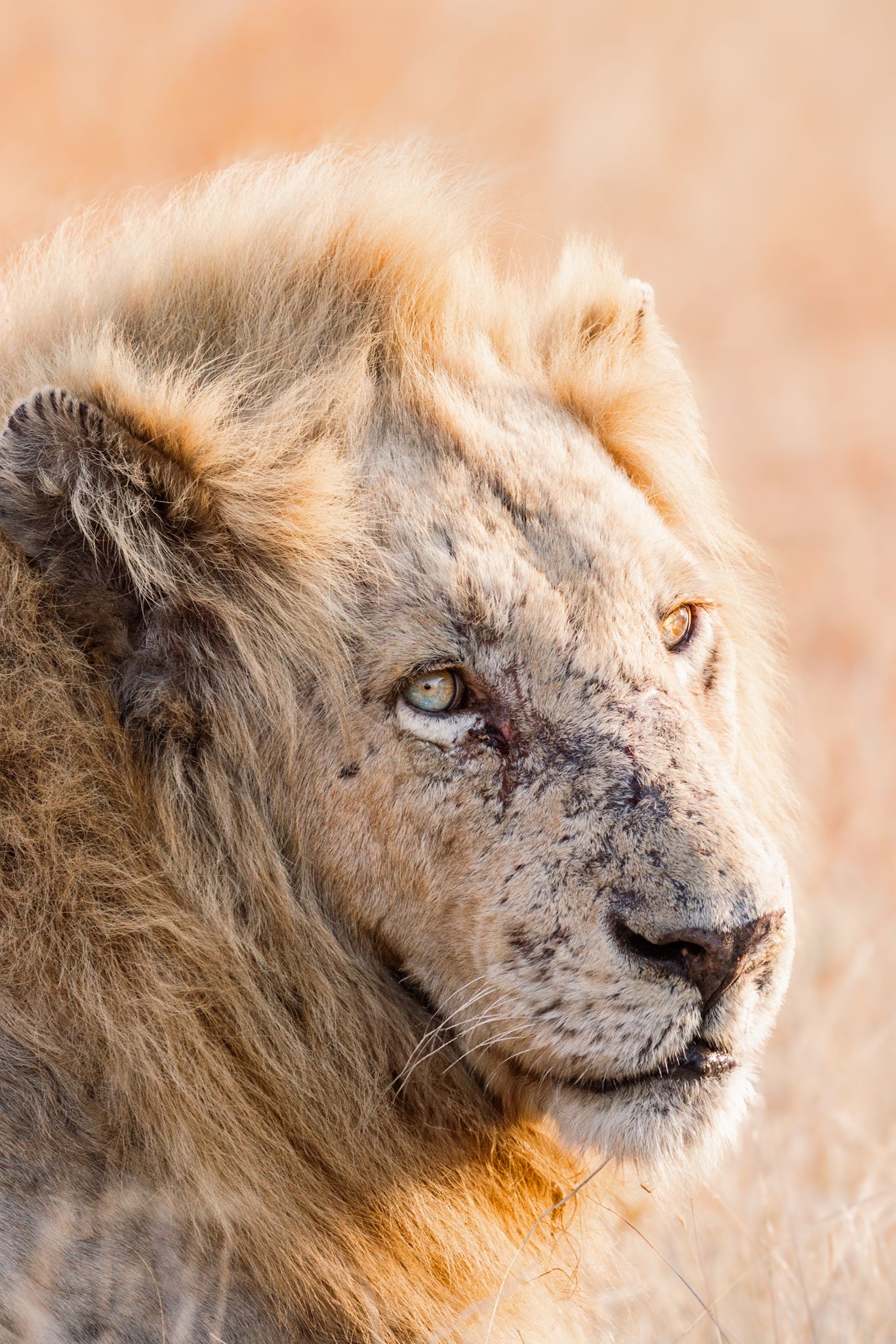 Luzaan Wildlife Photography