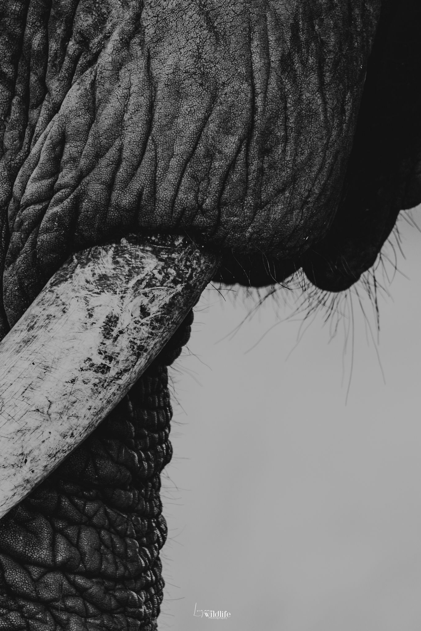 Luzaan Wildlife Photography