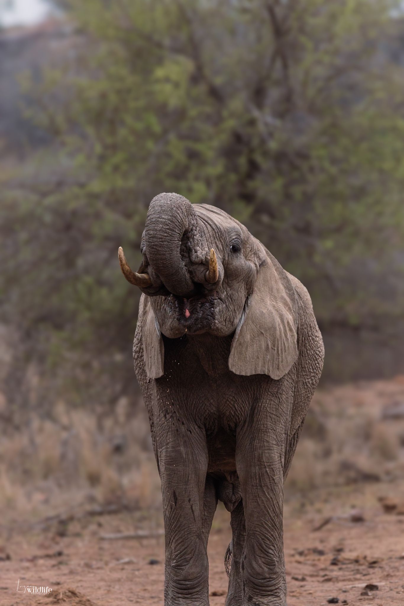 Luzaan Wildlife Photography