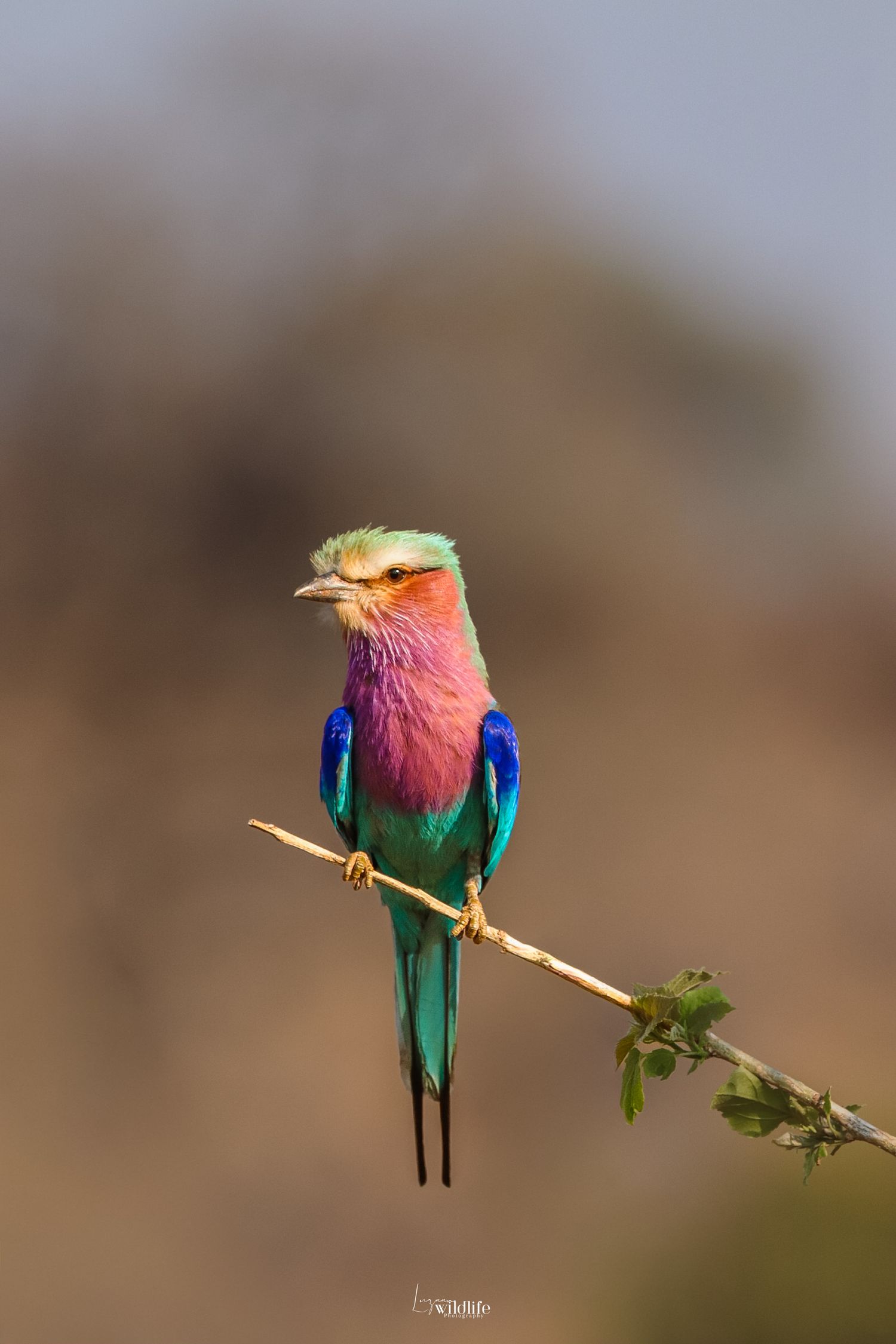Luzaan Wildlife Photography
