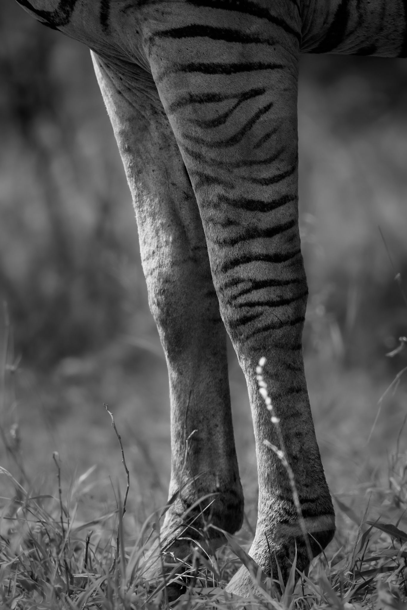 Luzaan Wildlife Photography