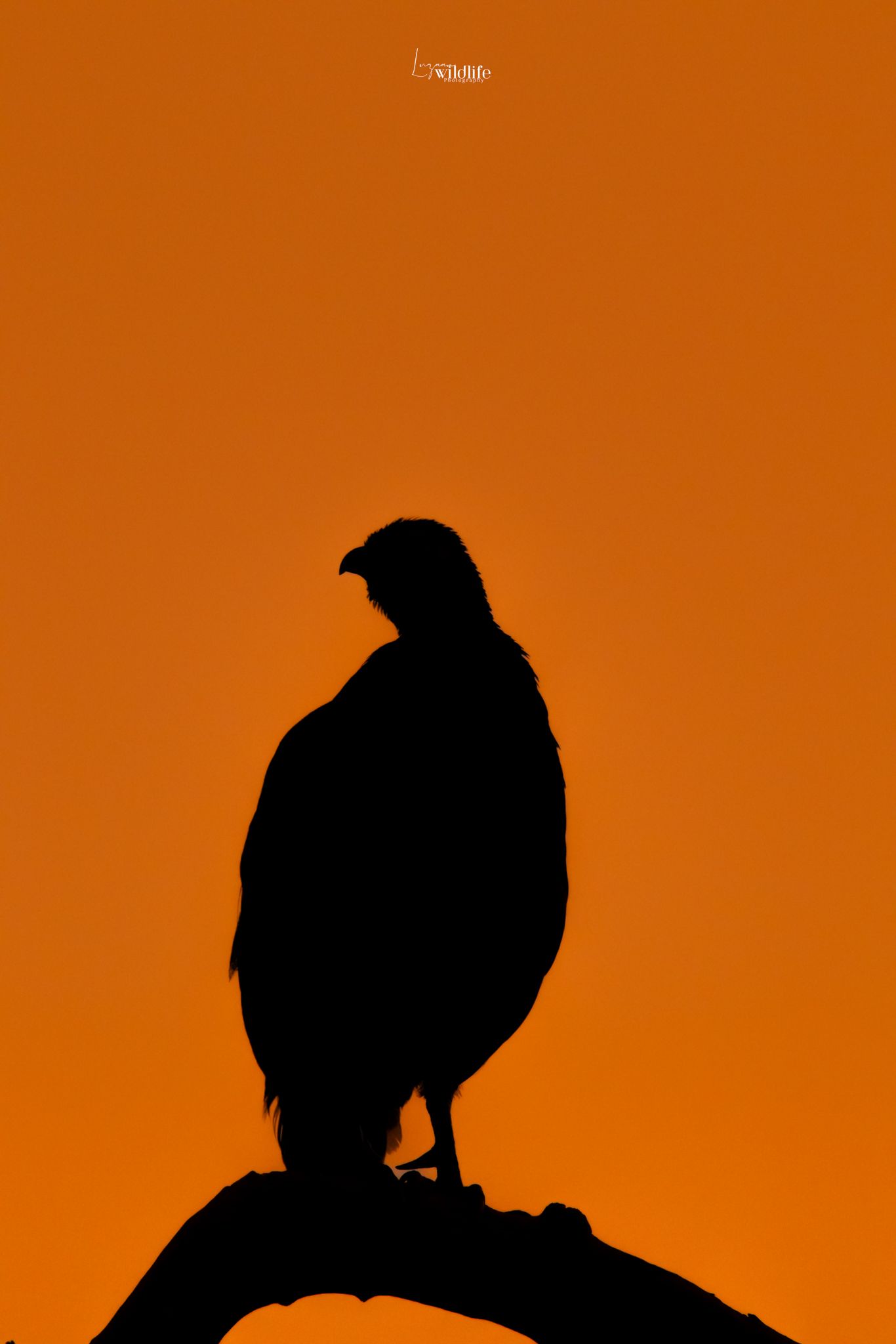 Luzaan Wildlife Photography