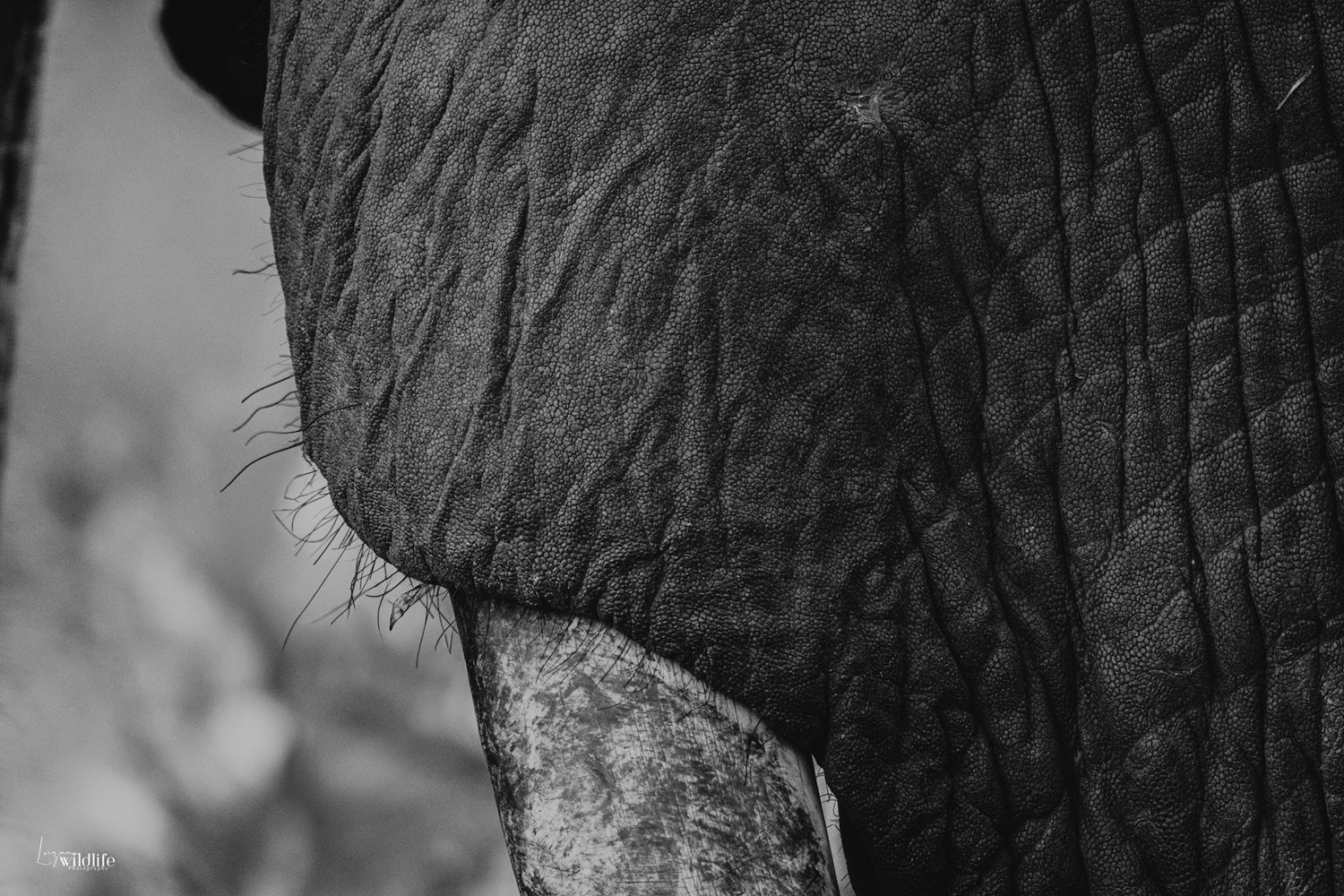 Luzaan Wildlife Photography