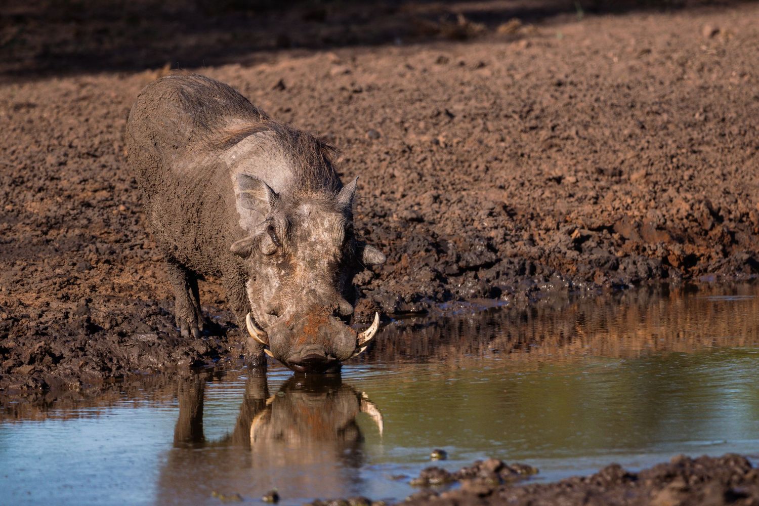 Luzaan Wildlife Photography