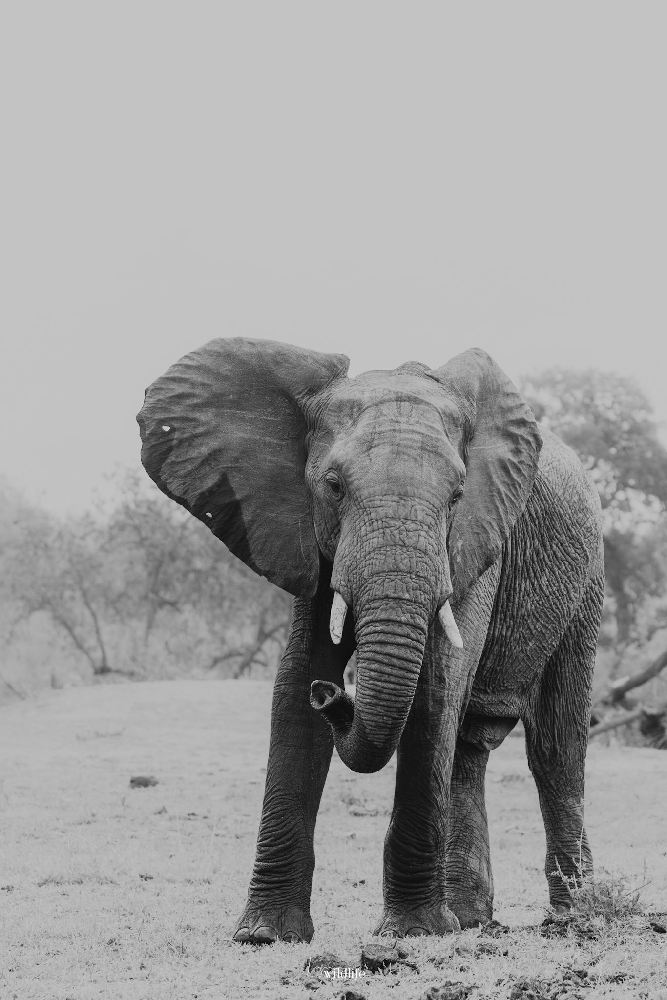 Luzaan Wildlife Photography
