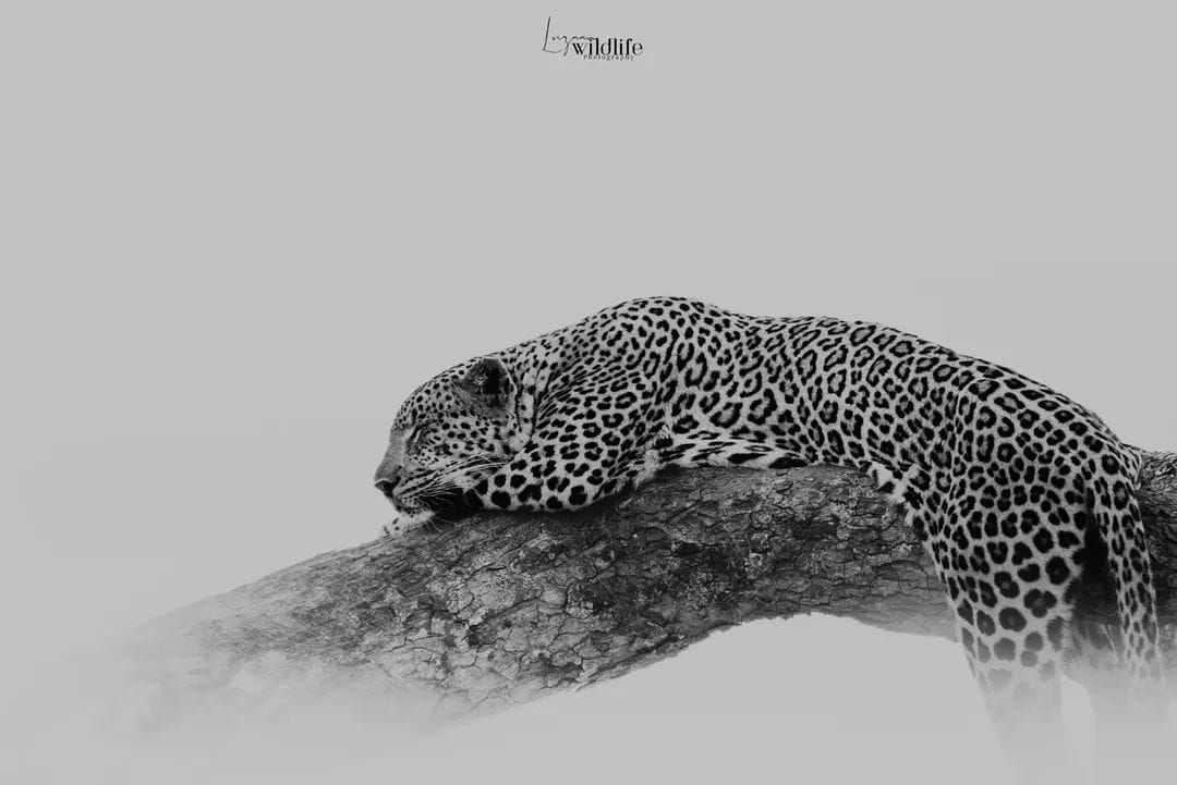 Luzaan Wildlife Photography