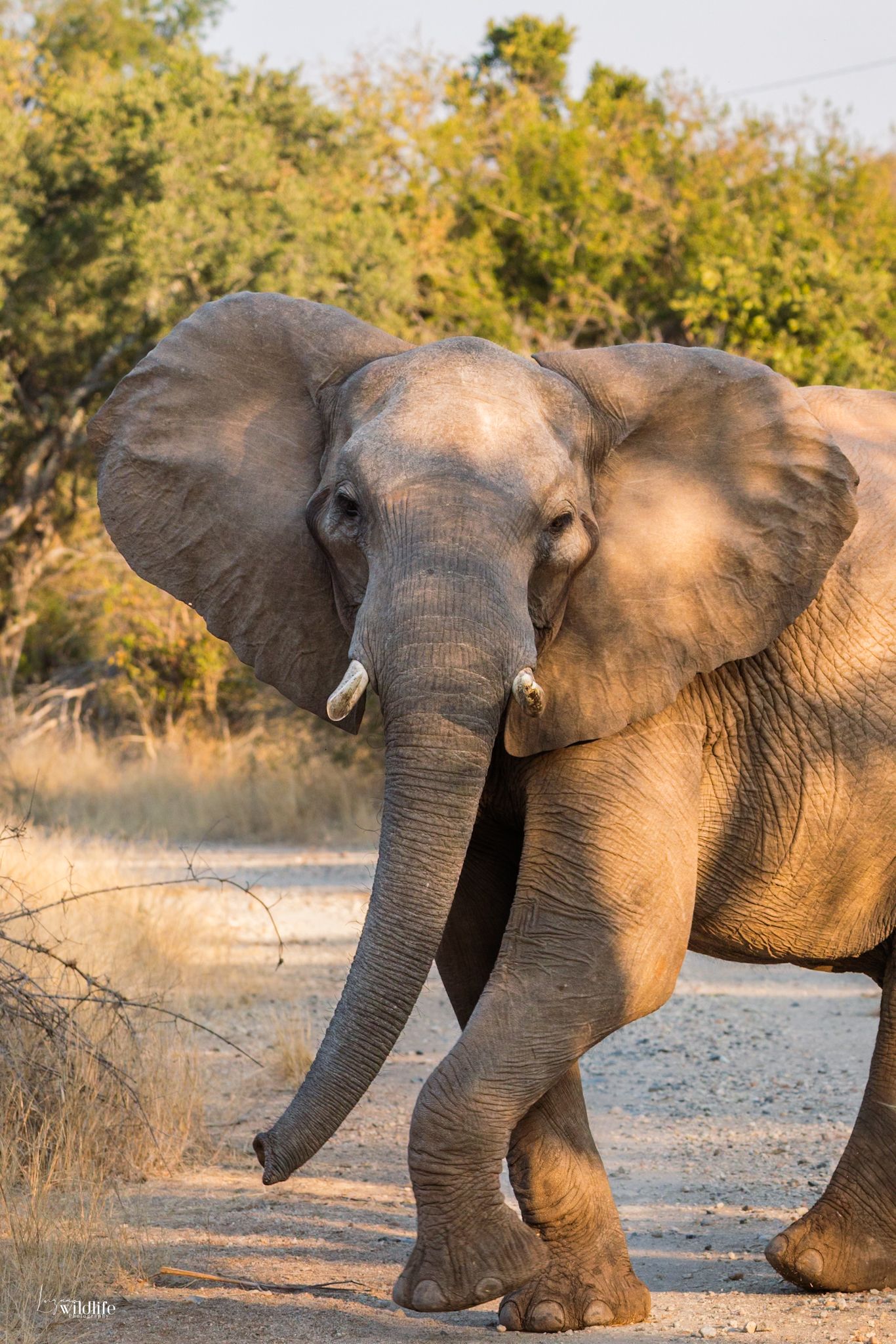 Luzaan Wildlife Photography