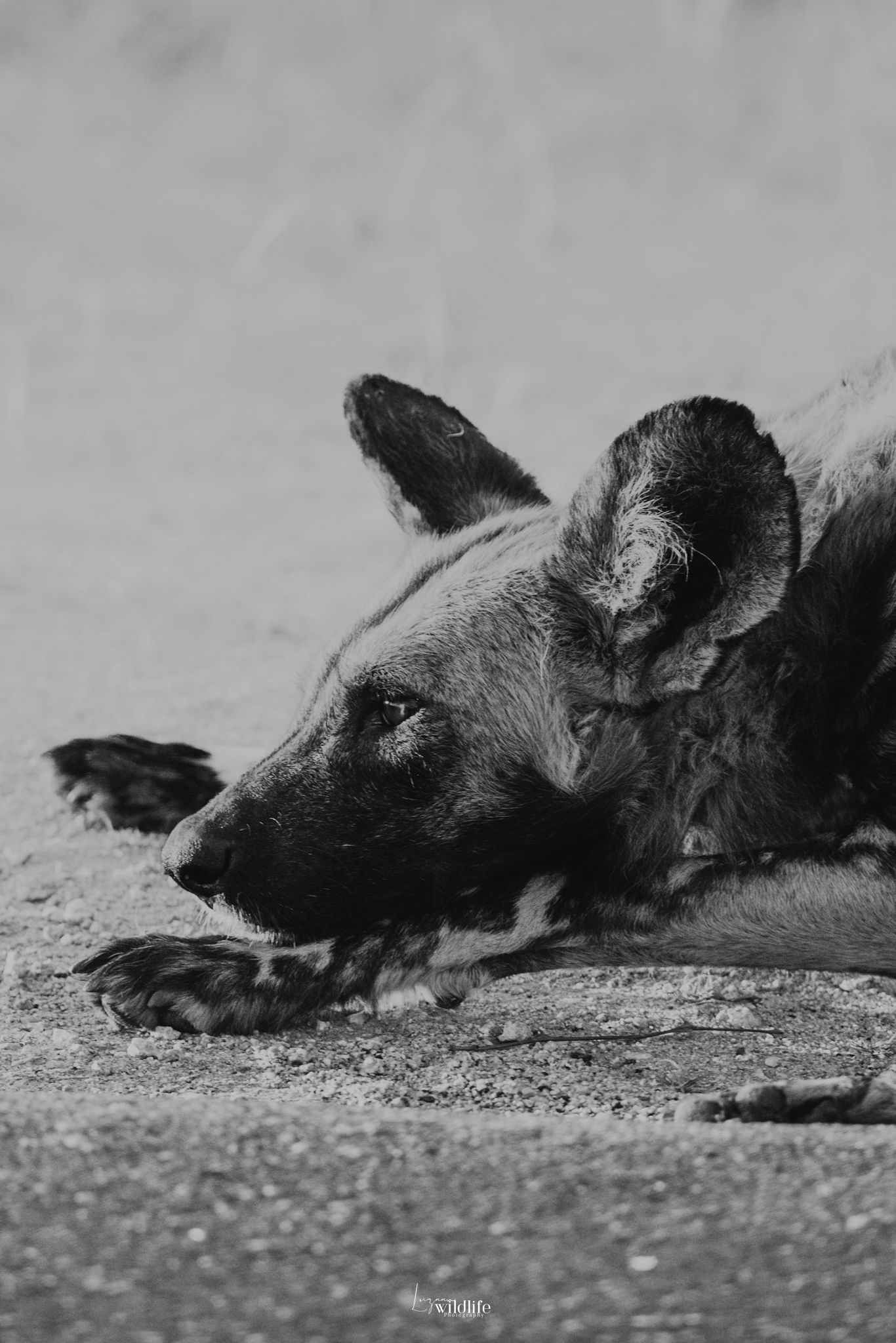 Luzaan Wildlife Photography