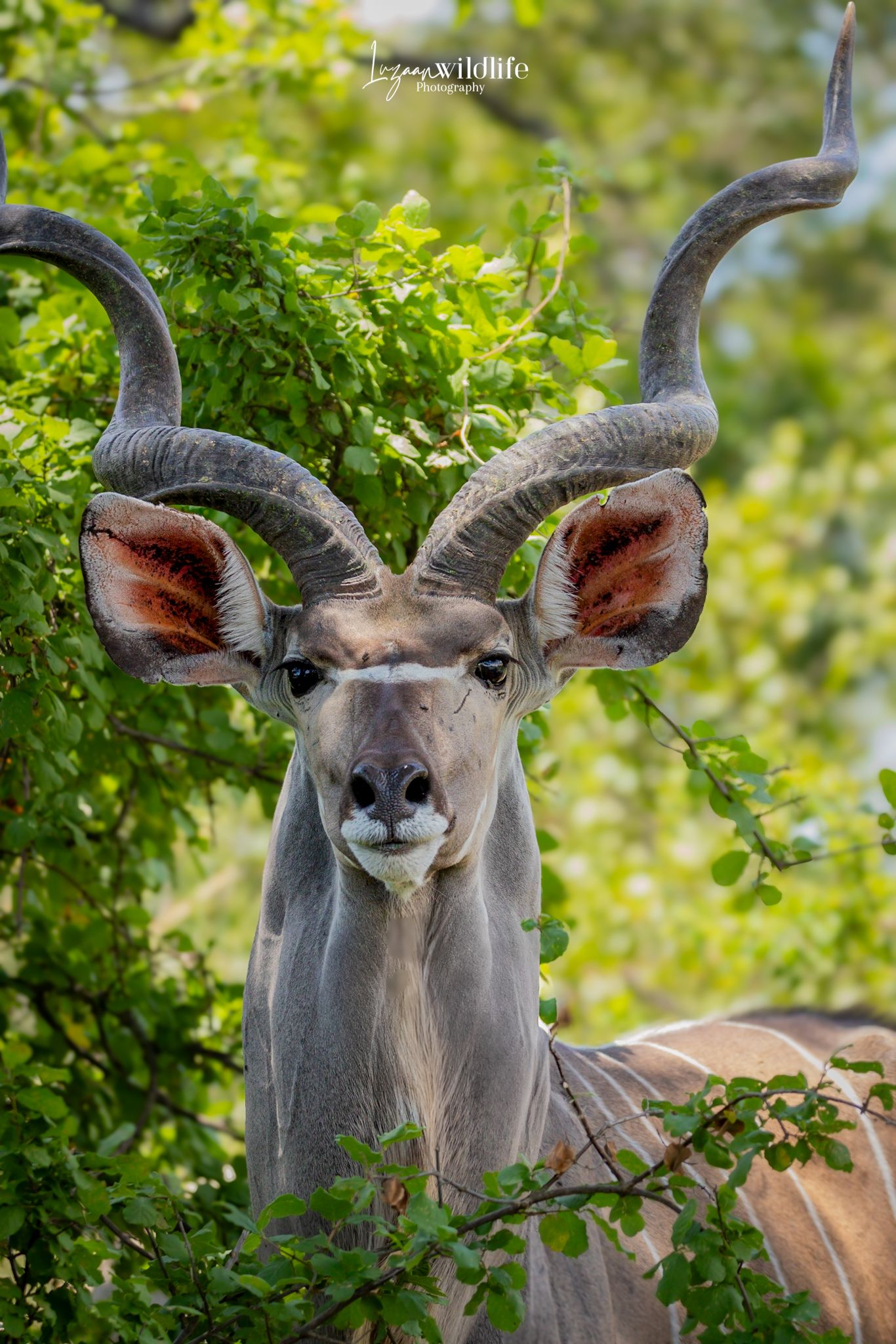 Luzaan Wildlife Photography