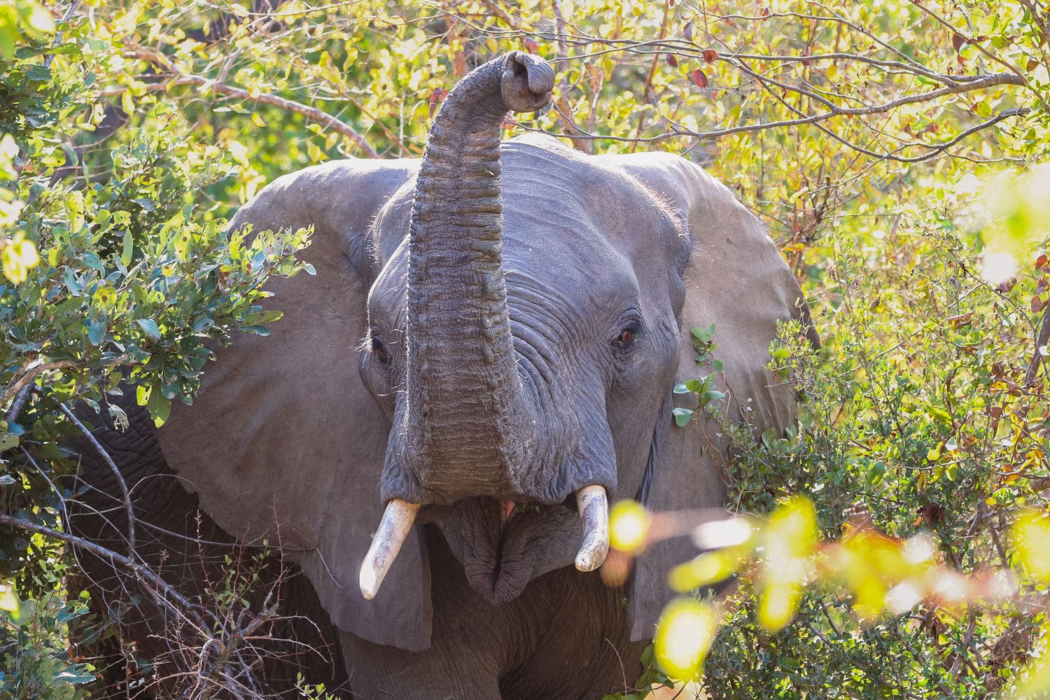 Luzaan Wildlife Photography