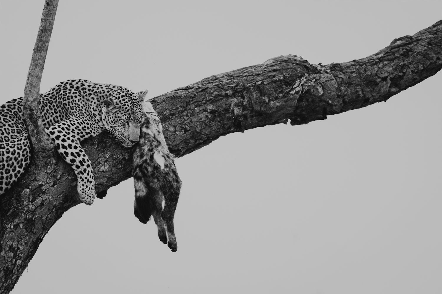 Luzaan Wildlife Photography