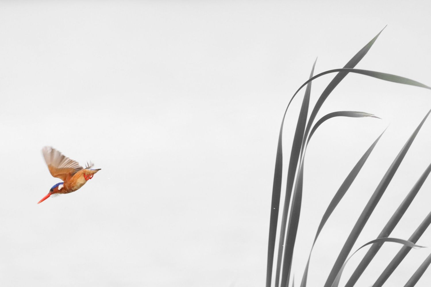 Luzaan Wildlife Photography