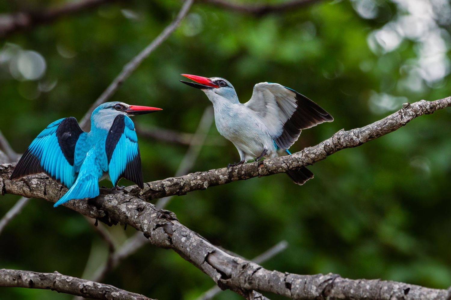 Luzaan Wildlife Photography