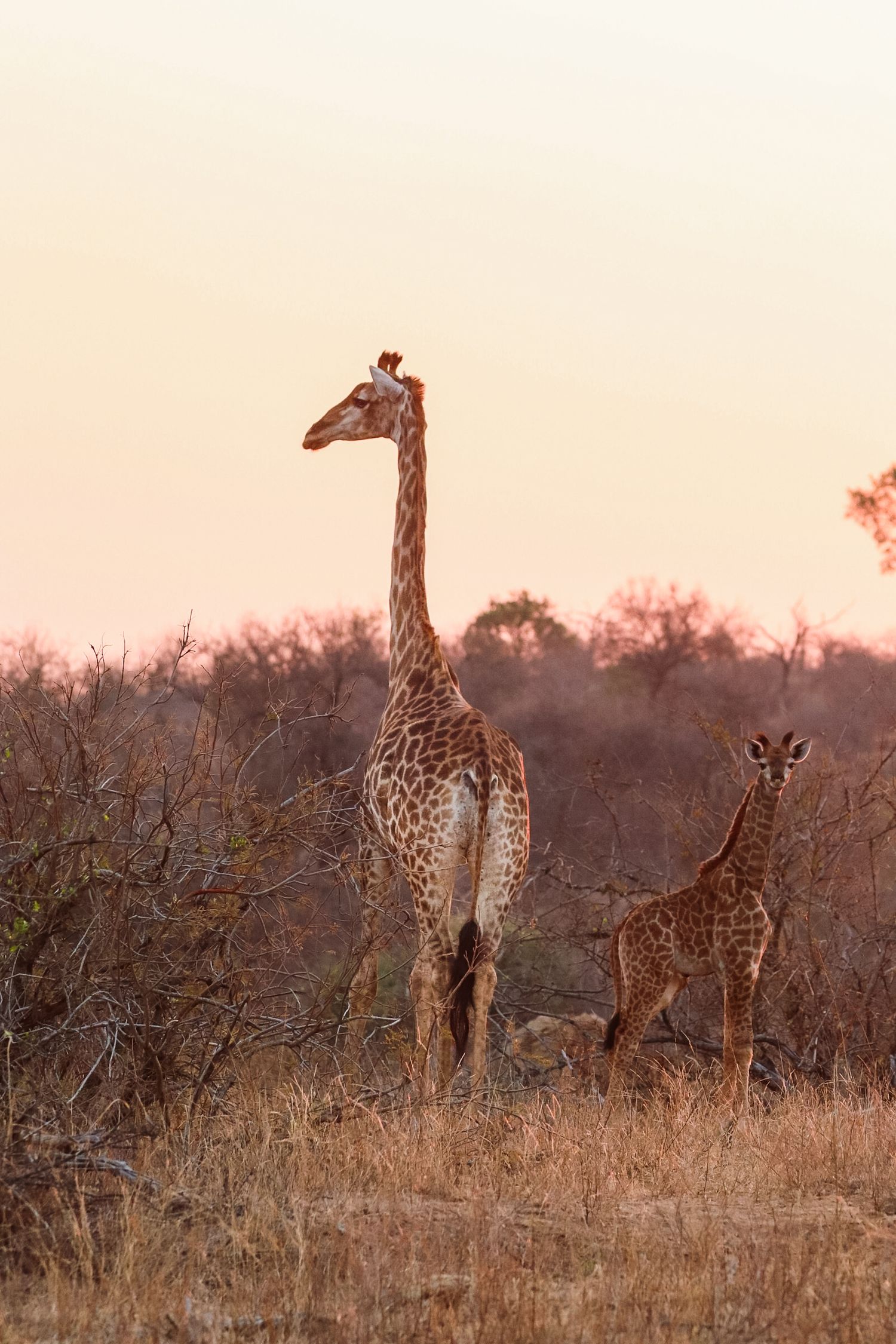 Luzaan Wildlife Photography