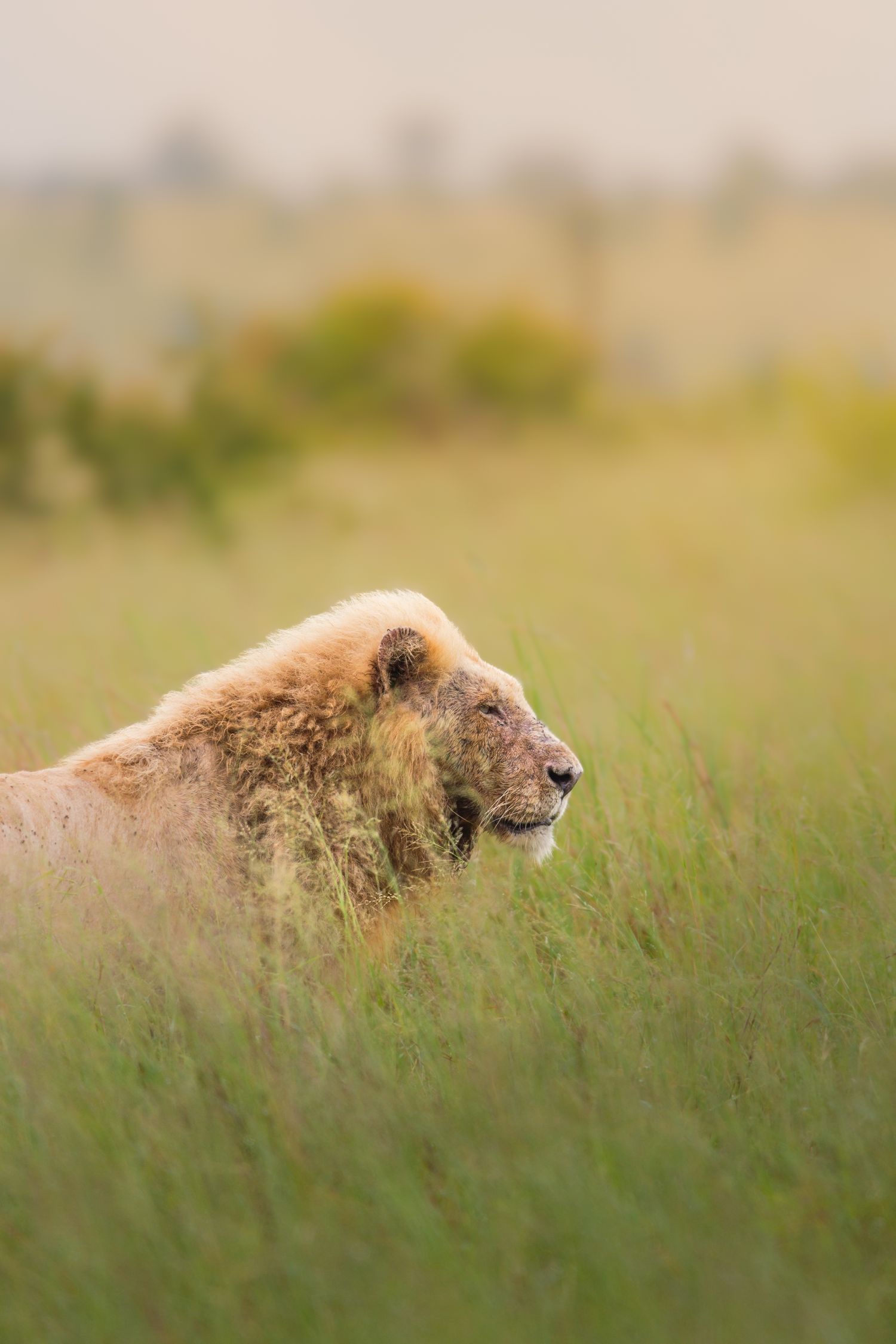 Luzaan Wildlife Photography
