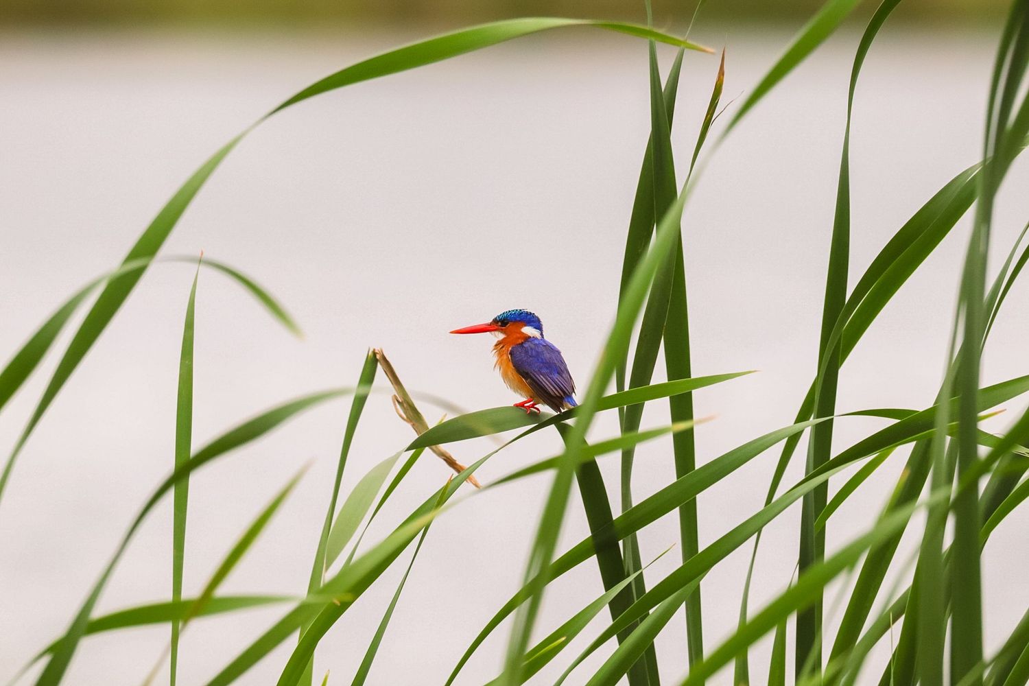 Luzaan Wildlife Photography
