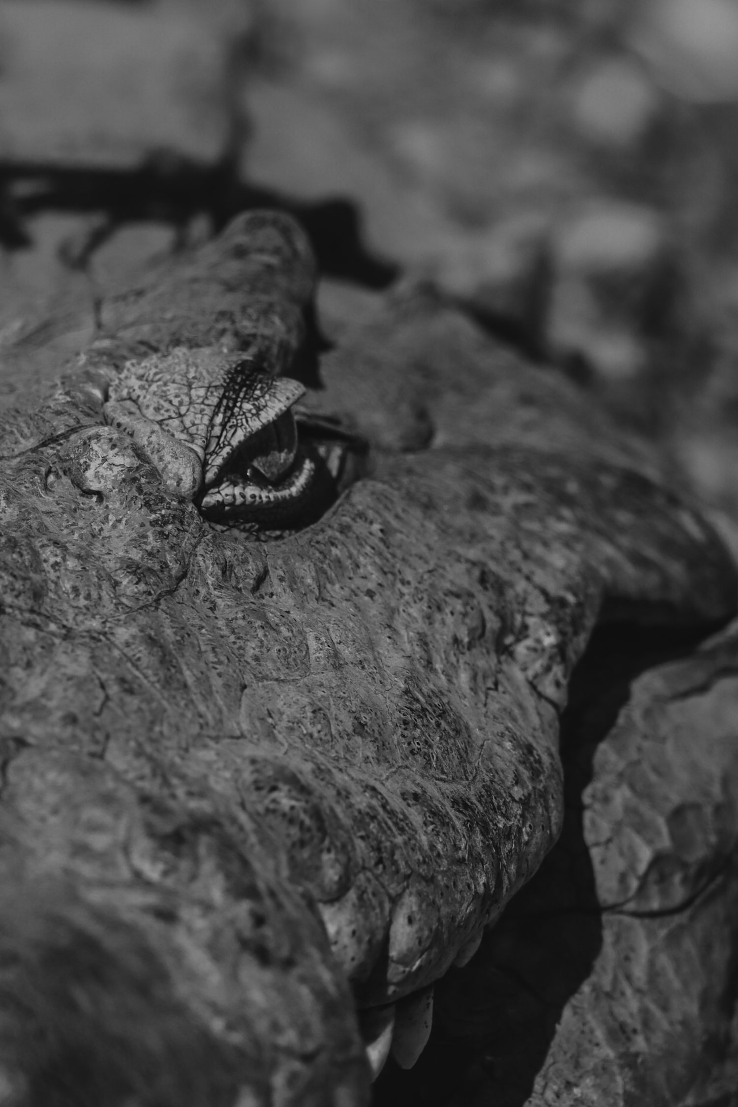 Luzaan Wildlife Photography