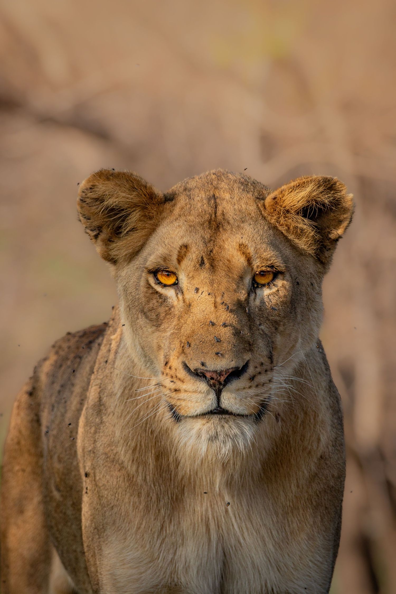 Luzaan Wildlife Photography