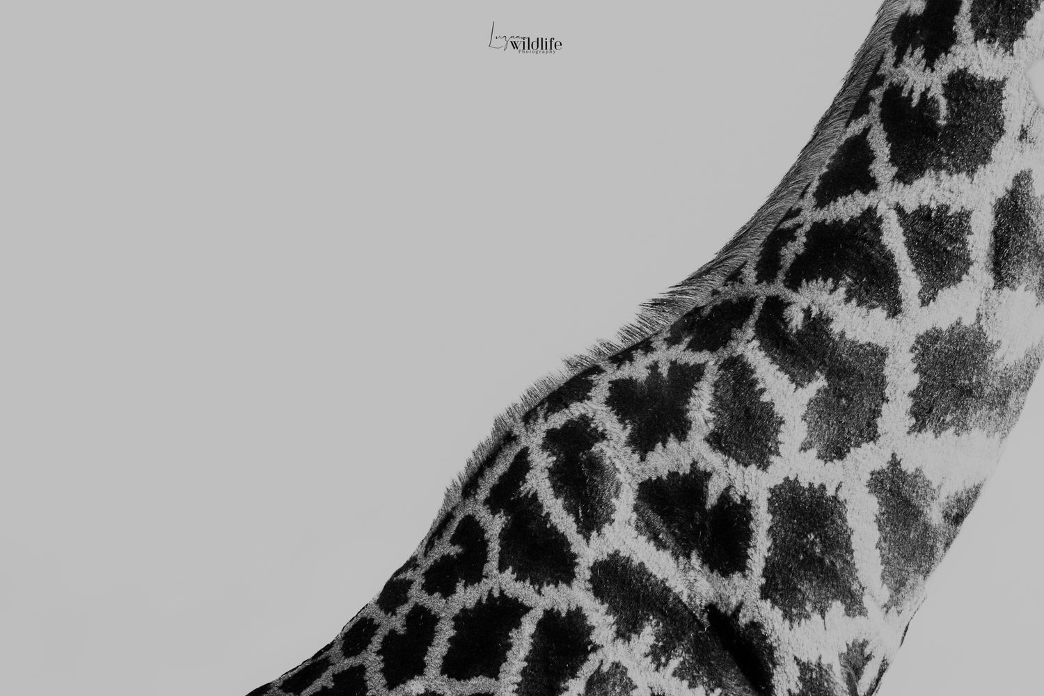 Luzaan Wildlife Photography
