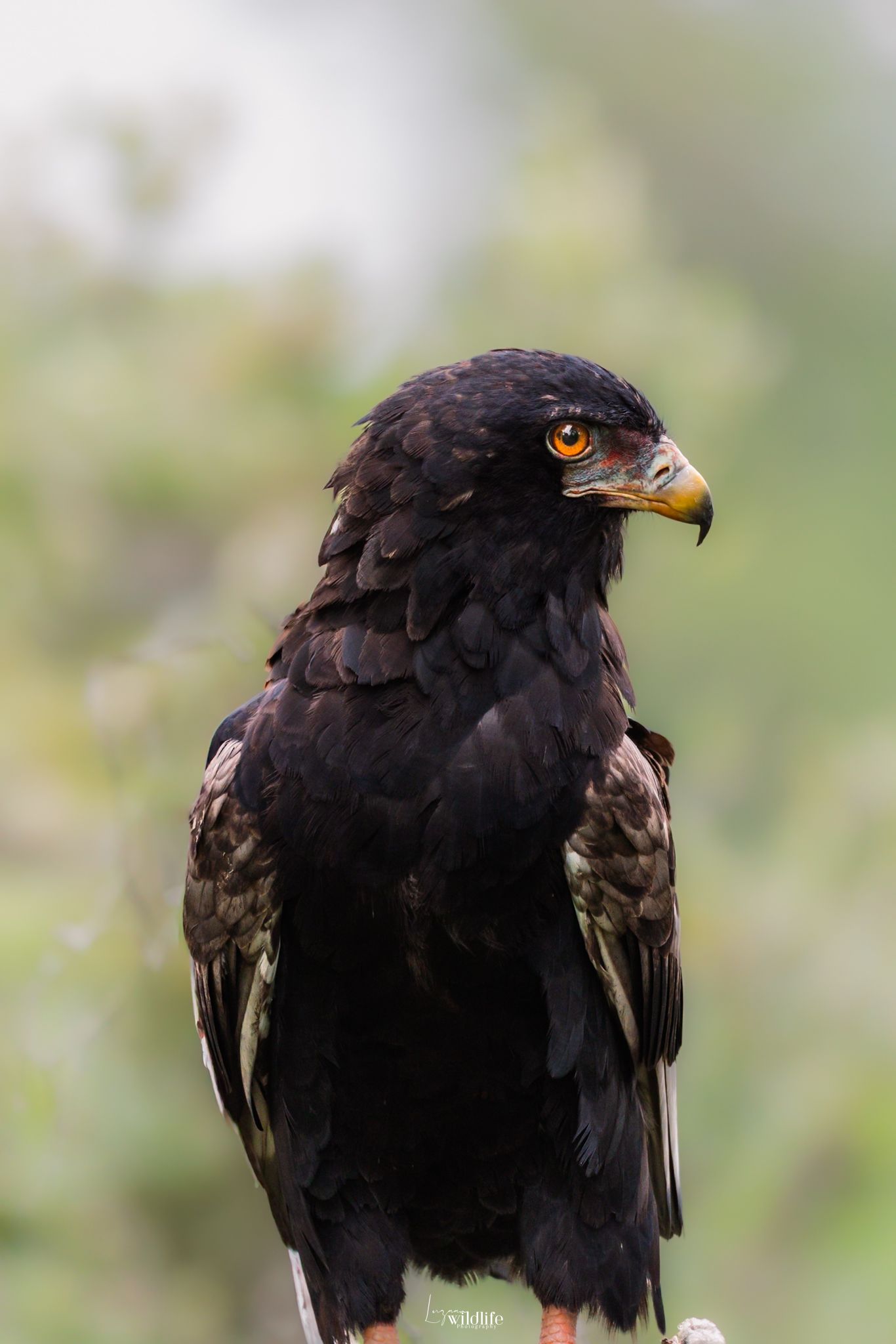 Luzaan Wildlife Photography