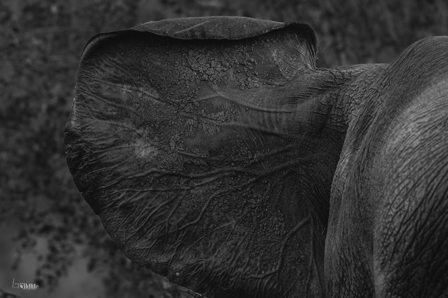 Luzaan Wildlife Photography