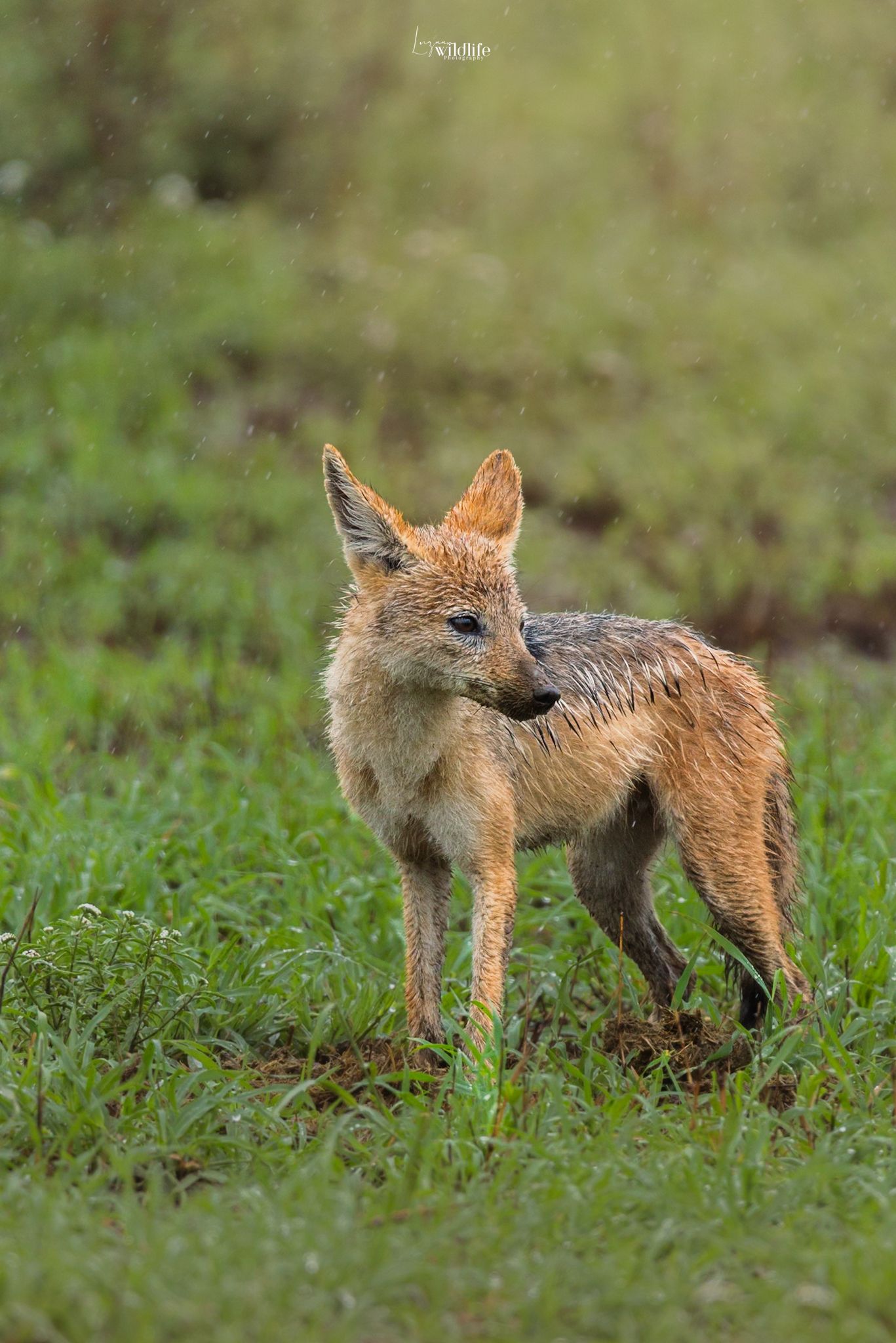 Luzaan Wildlife Photography