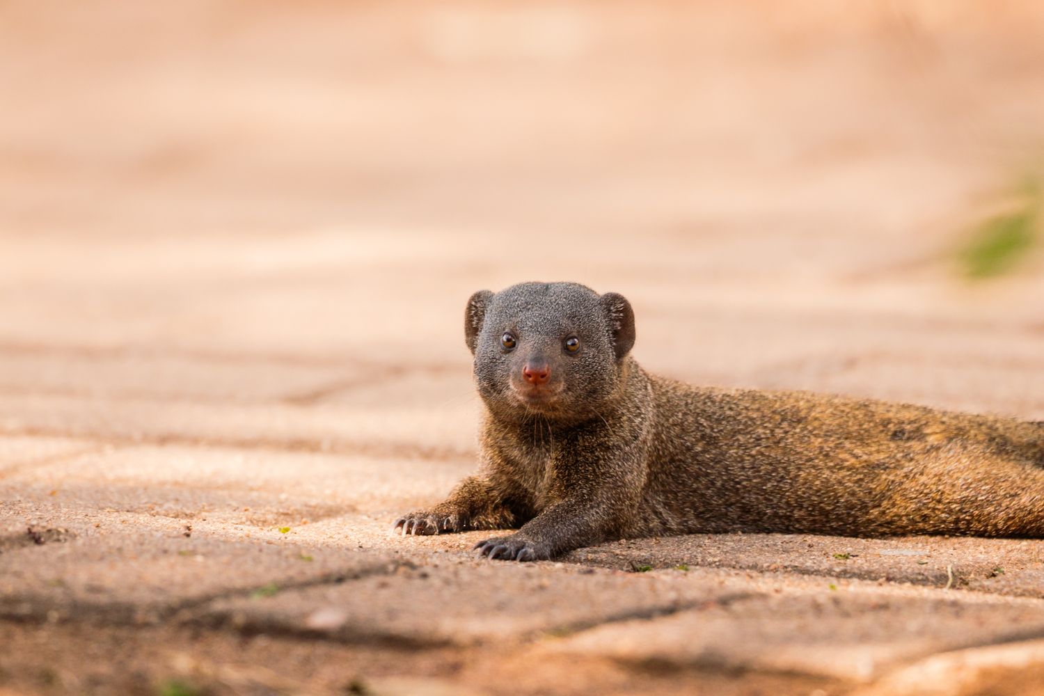 Luzaan Wildlife Photography