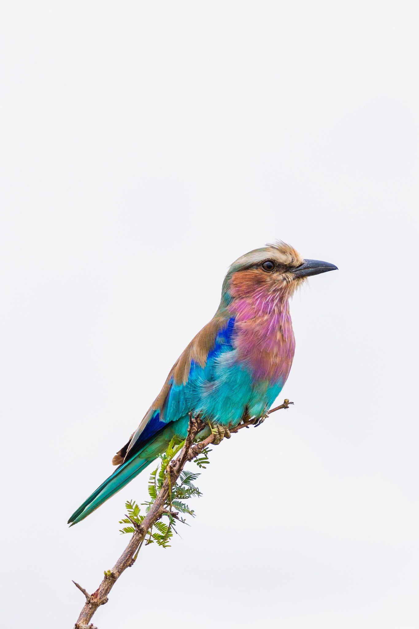 Luzaan Wildlife Photography