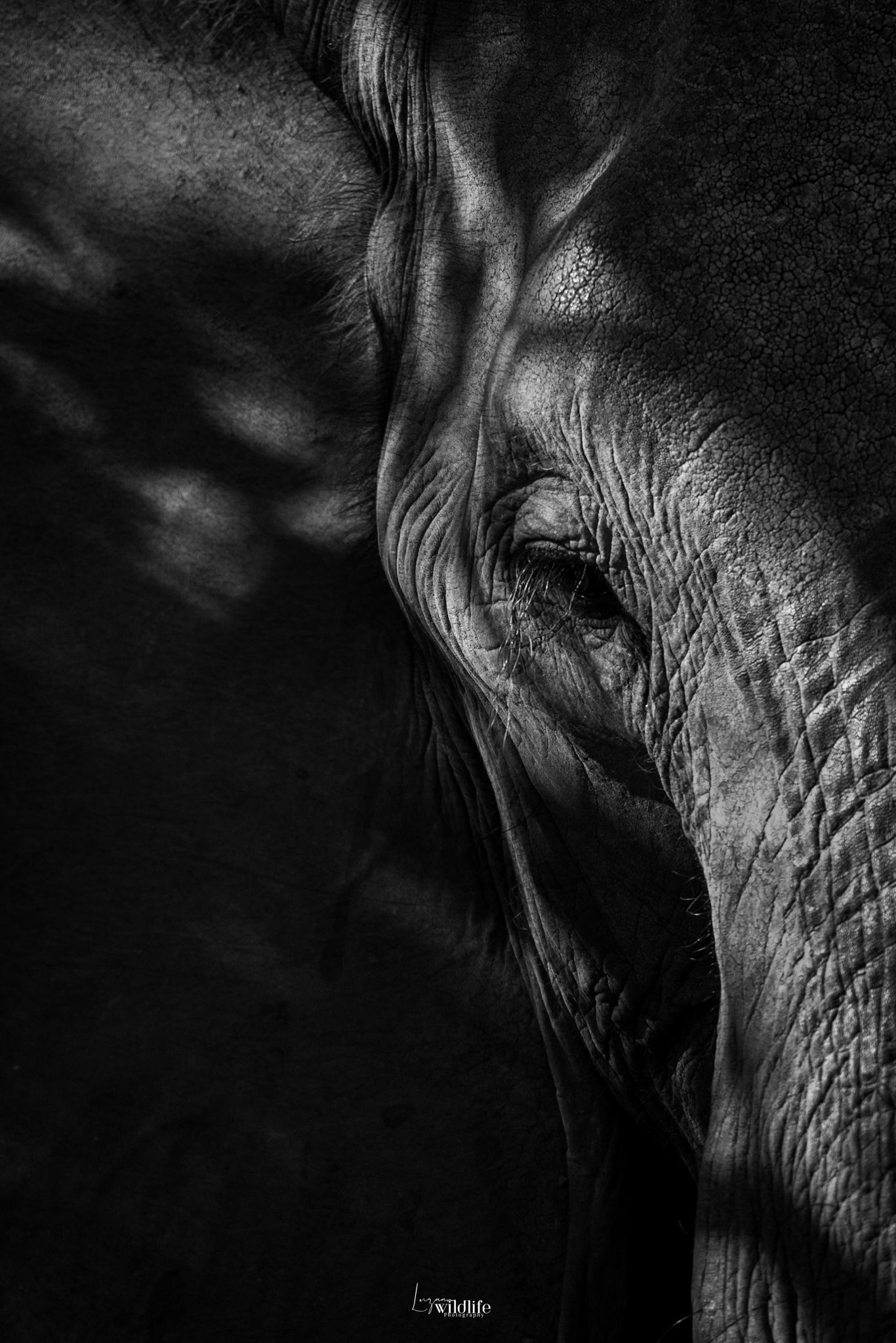 Luzaan Wildlife Photography