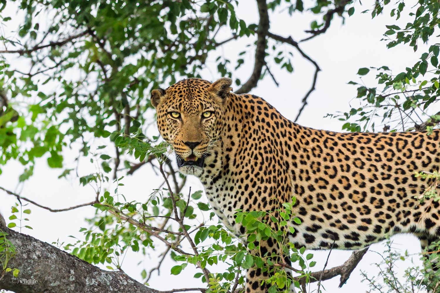 Luzaan Wildlife Photography