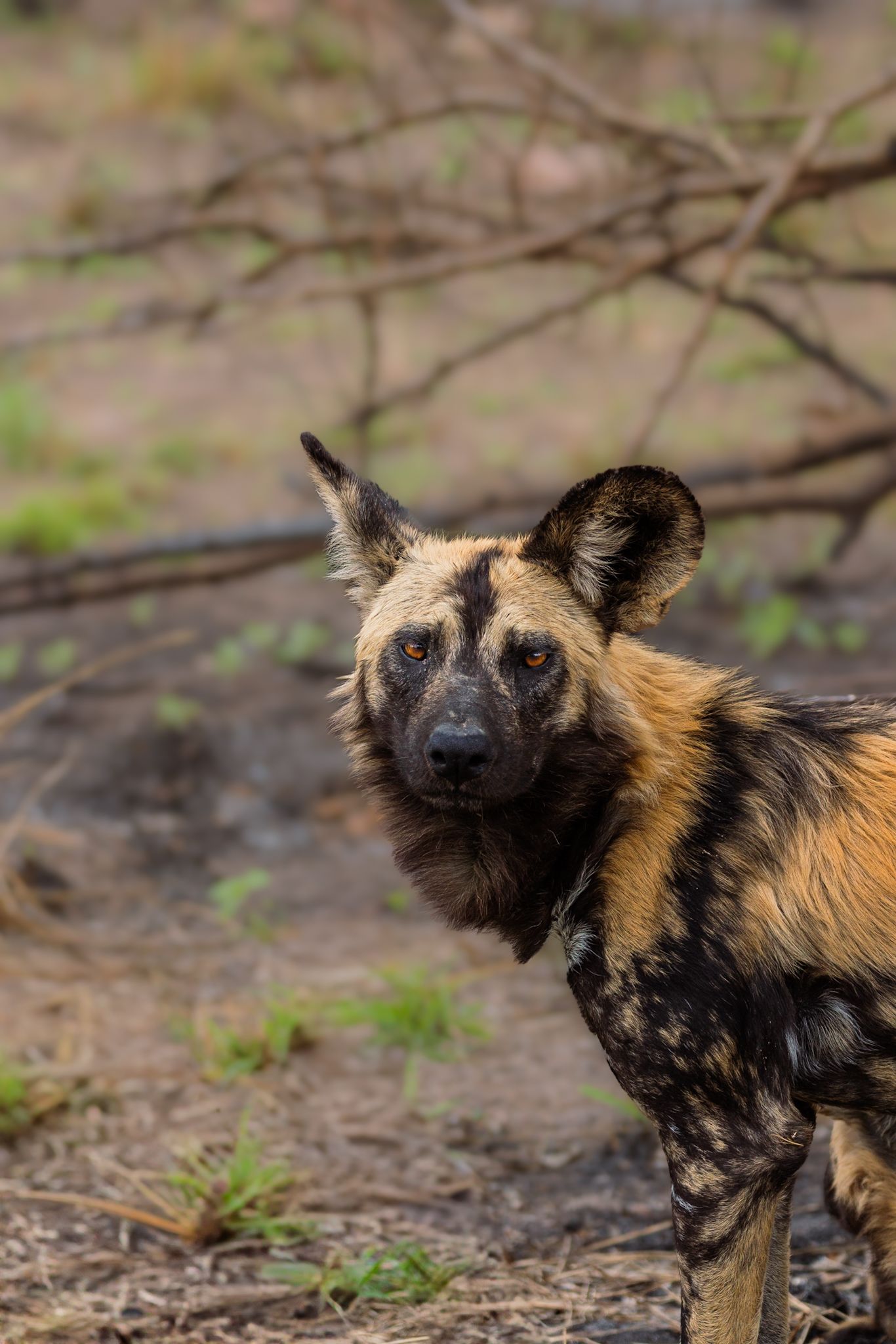 Luzaan Wildlife Photography