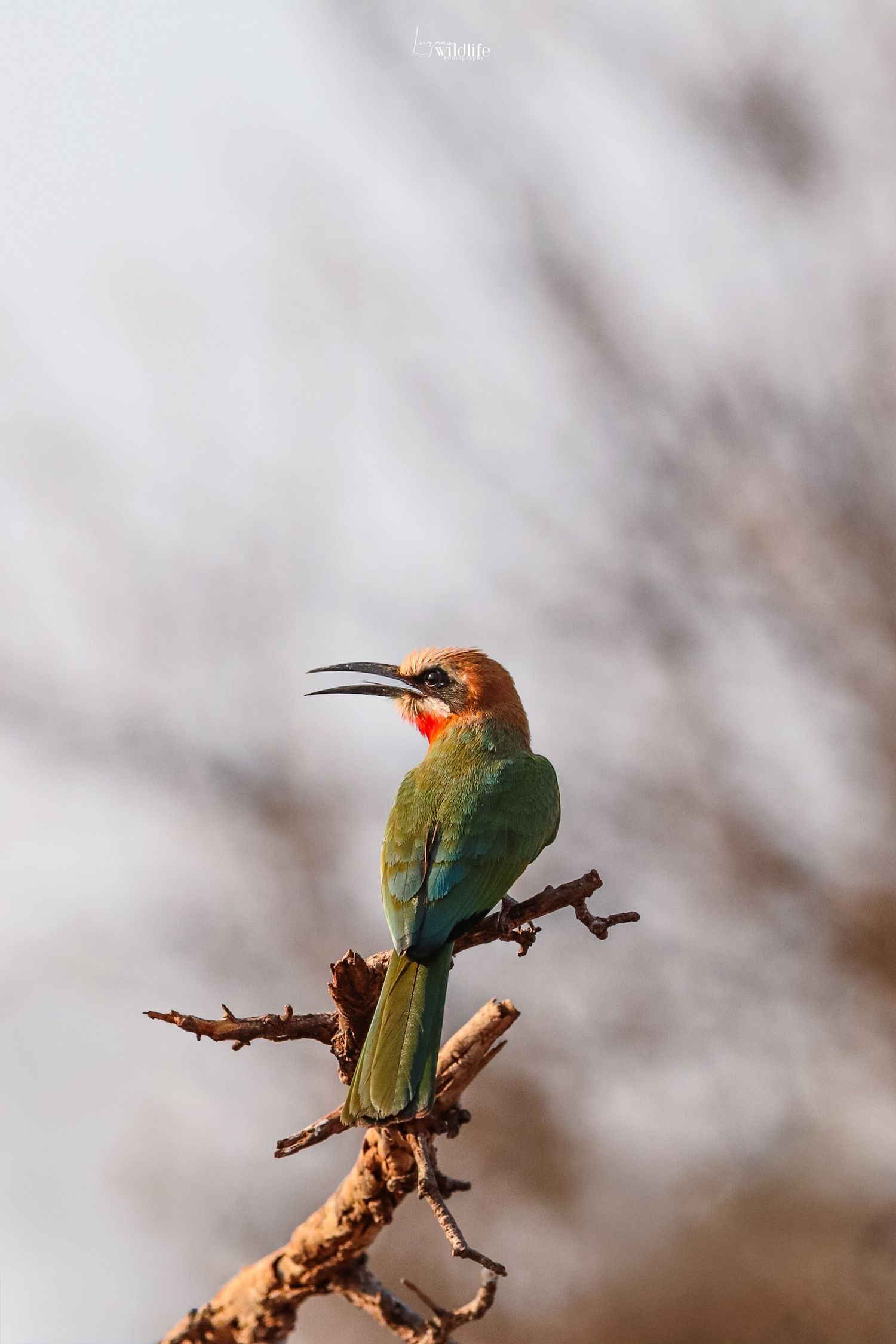 Luzaan Wildlife Photography