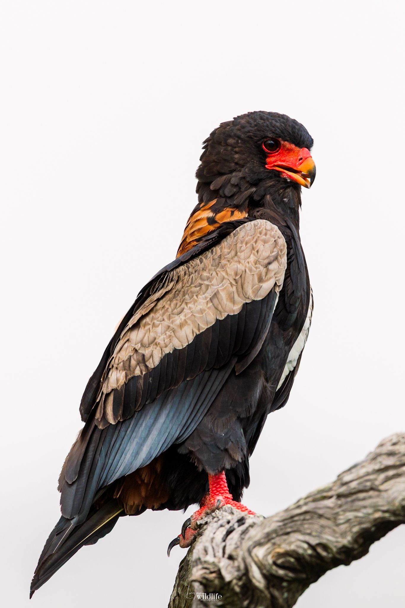 Luzaan Wildlife Photography