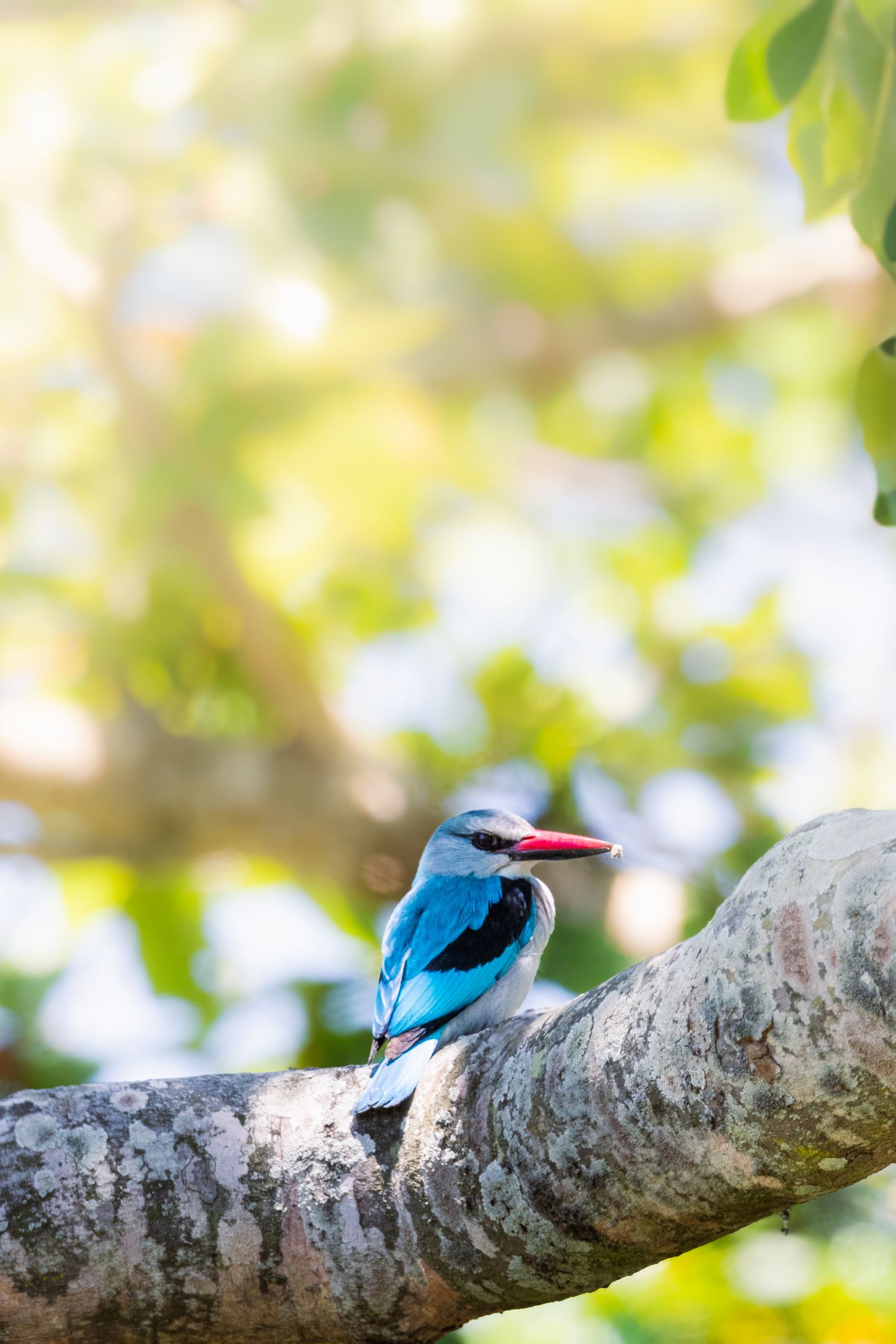 Luzaan Wildlife Photography