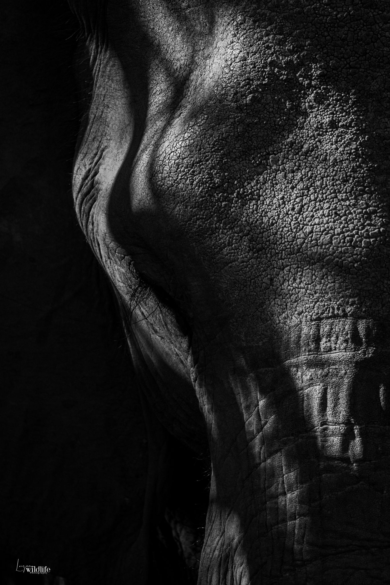 Luzaan Wildlife Photography