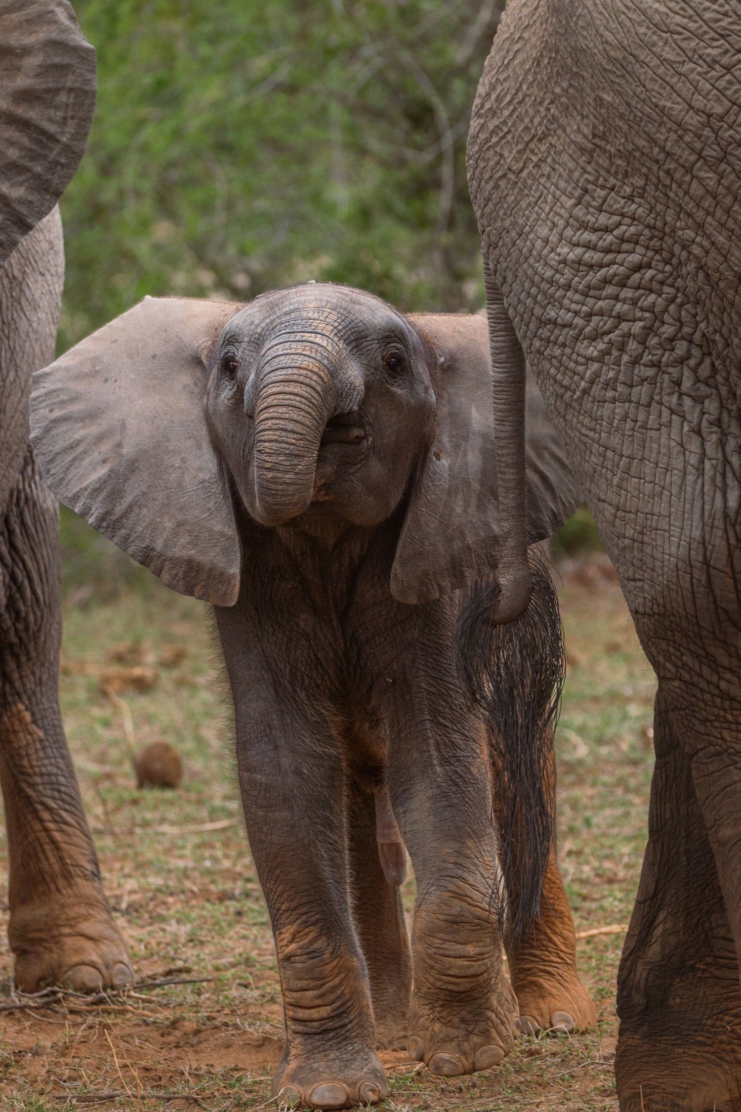 Luzaan Wildlife Photography