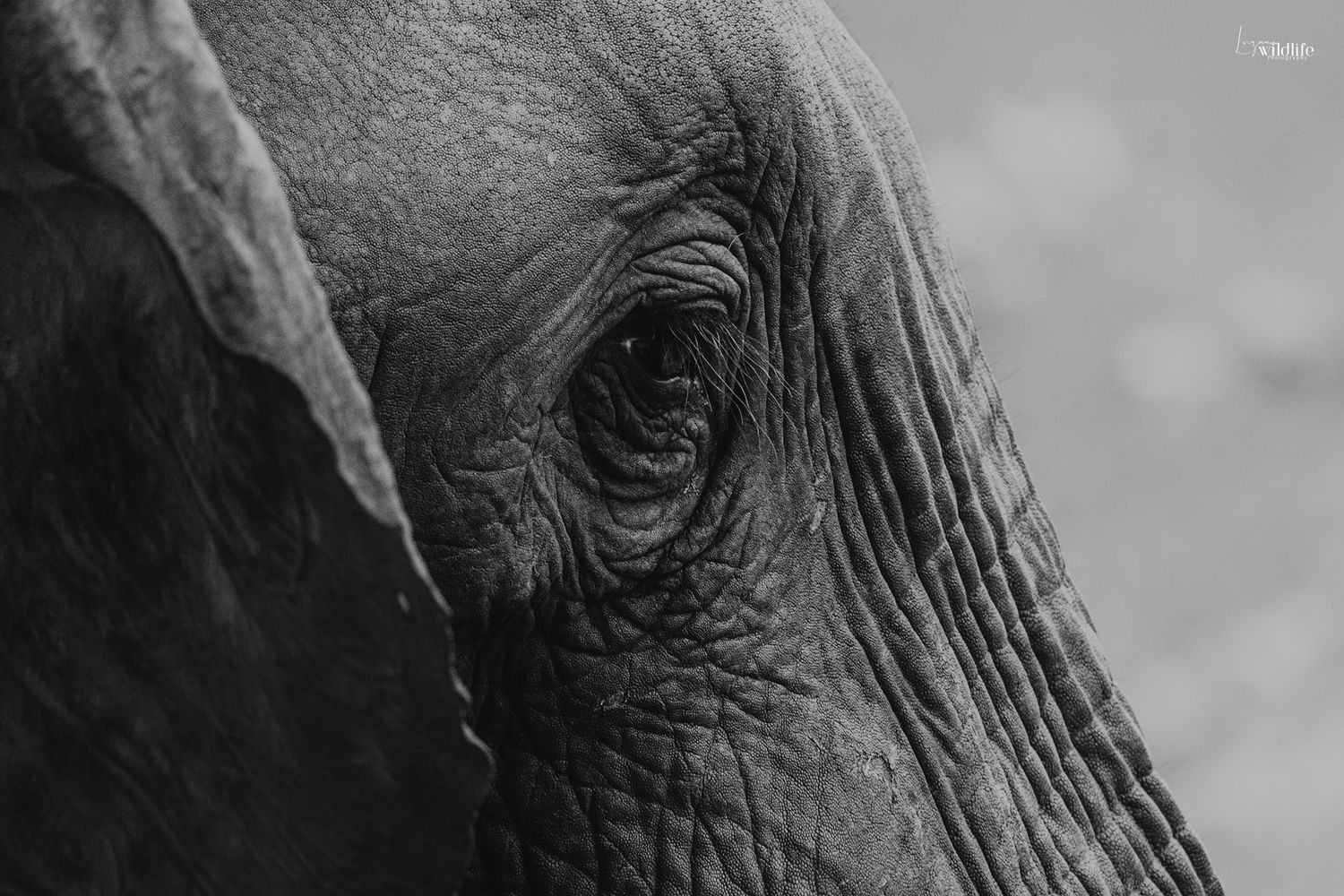 Luzaan Wildlife Photography
