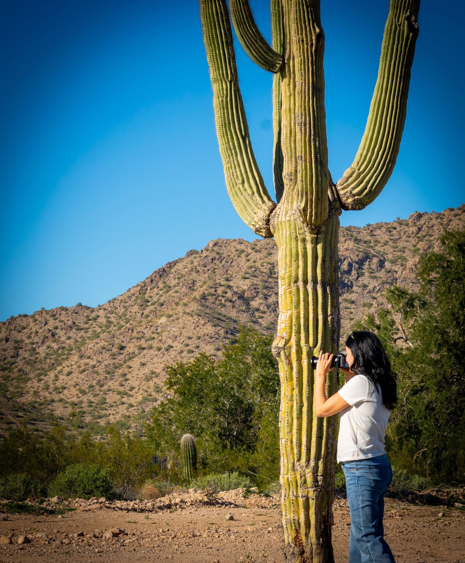Photographer documenting majestic saguaro cactus against mountain backdrop in desert setting.