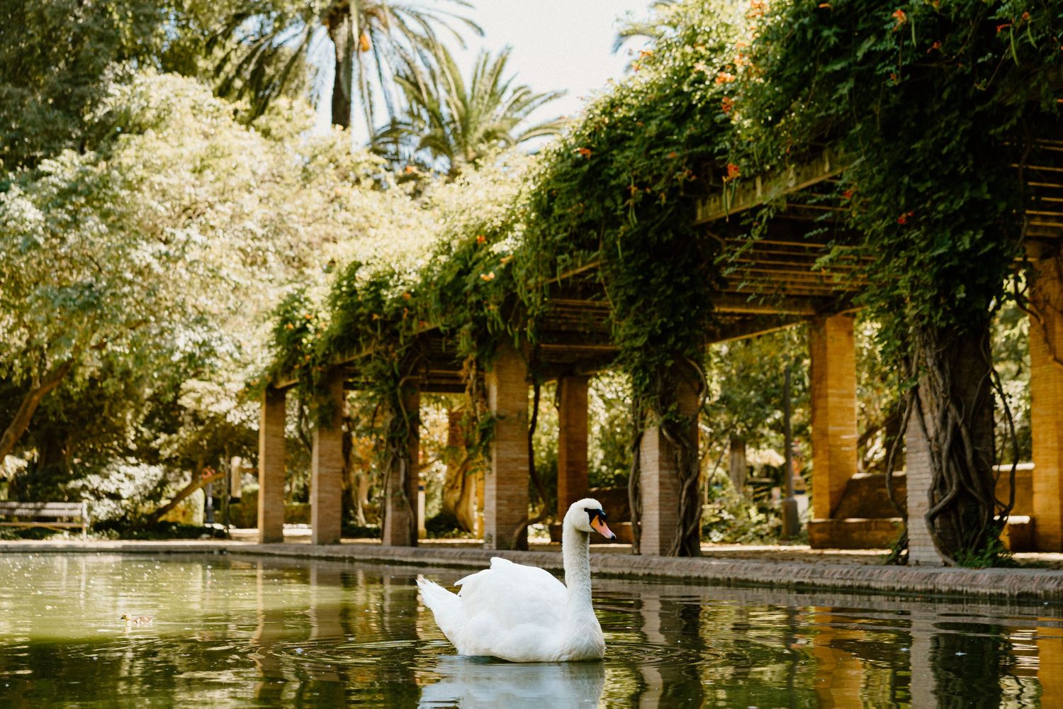 A serene garden pool with columned walkway and white swan swimming among palm trees.