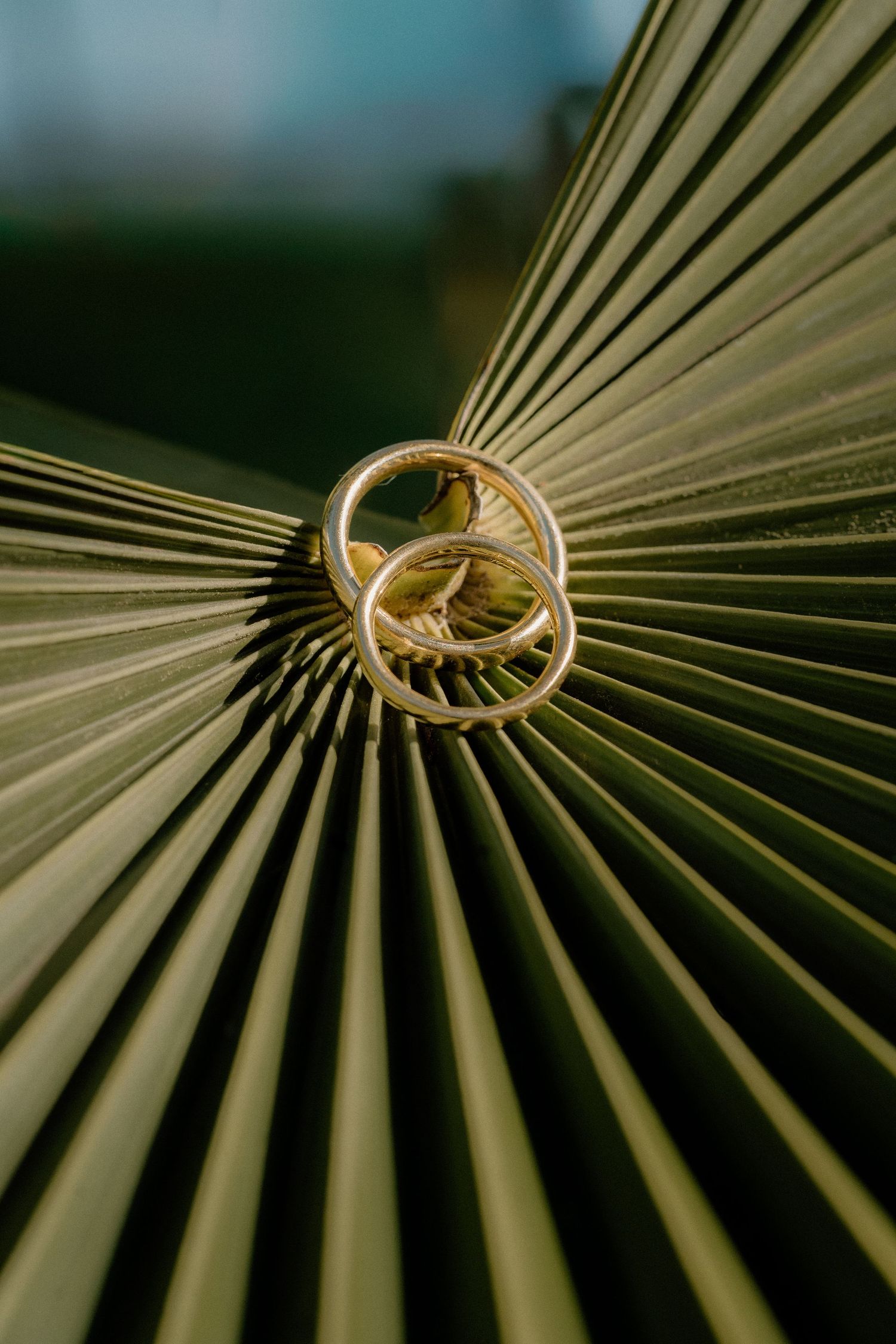 Two gold wedding rings resting on a green palm leaf, casting shadows on the ribbed texture.
