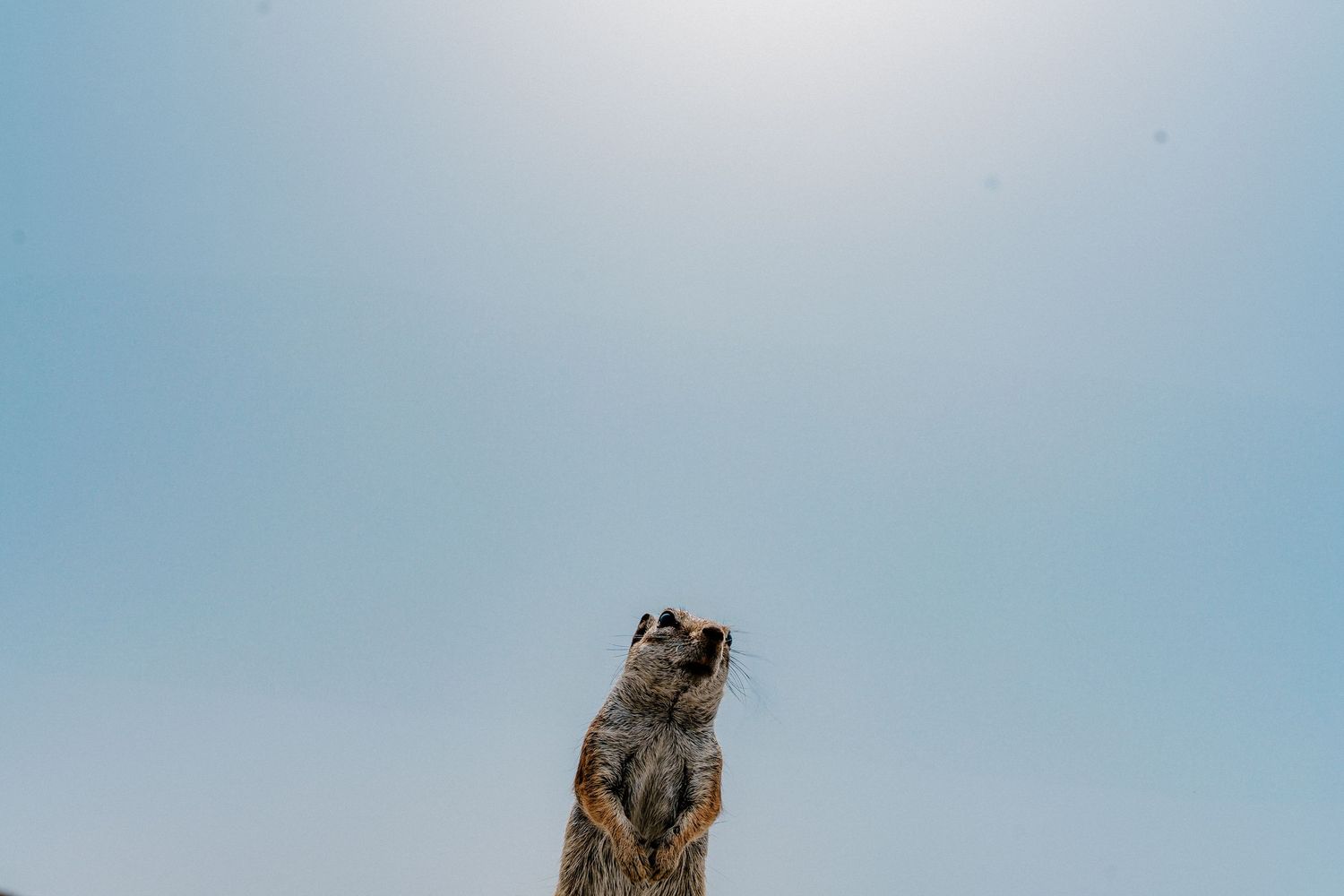 Small bird perched on weathered wooden post against light blue sky.