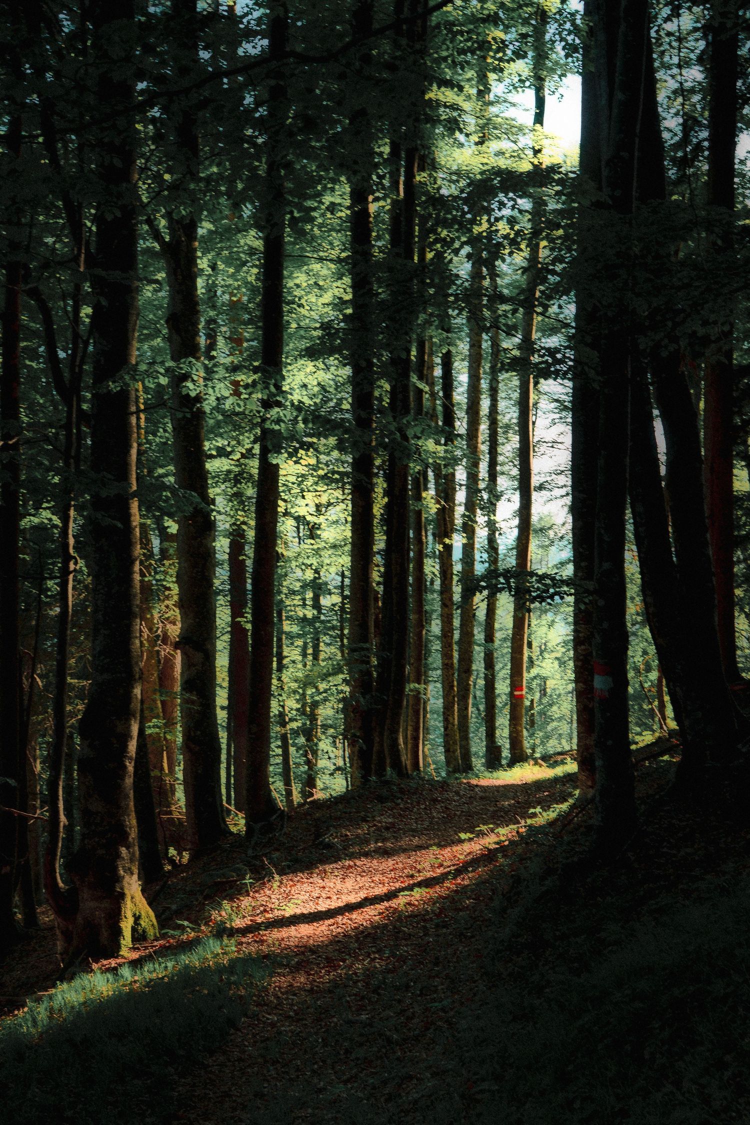 Sunlight streams through tall trees in a misty forest creating dramatic shadows on the ground.
