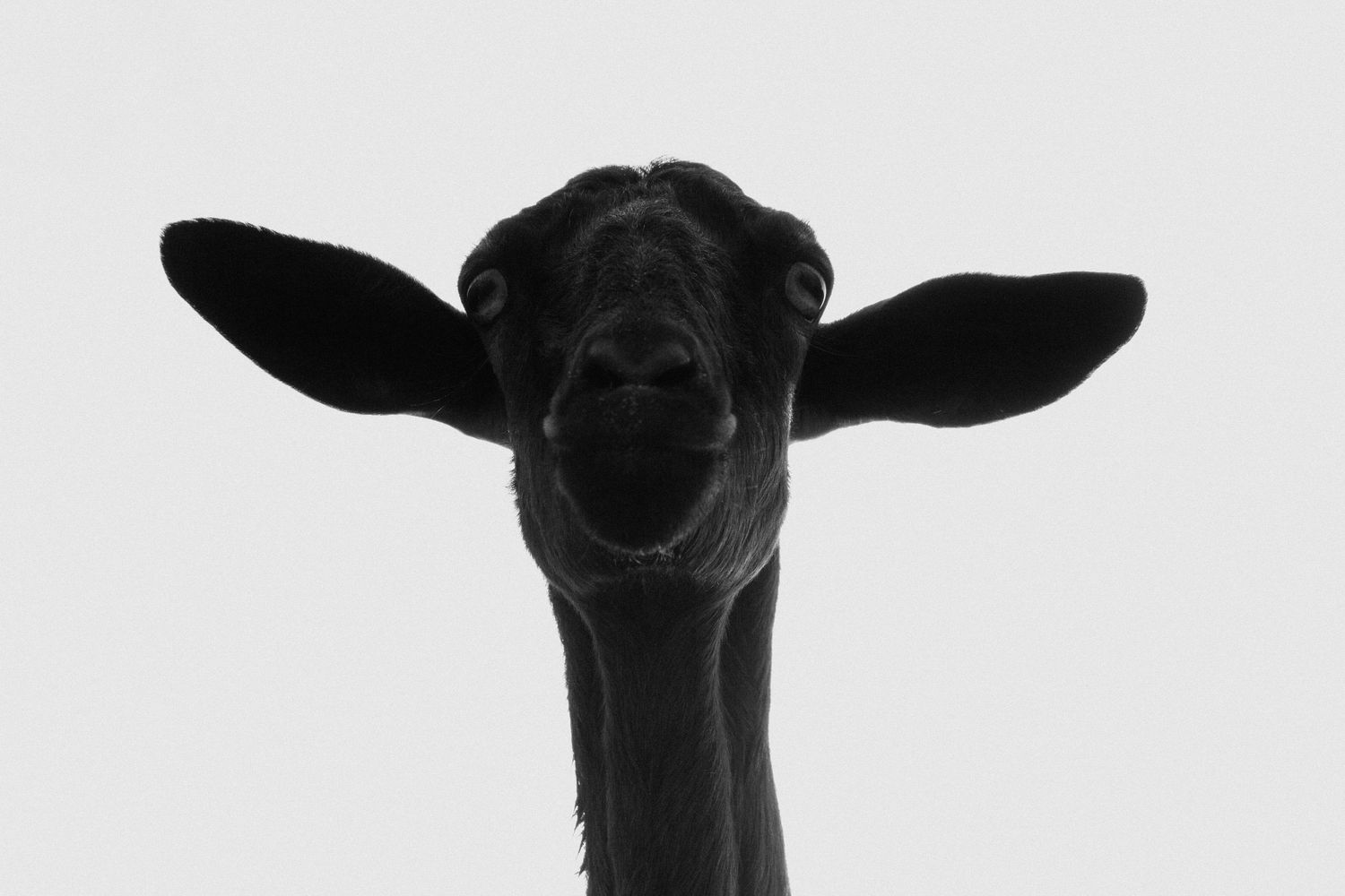 Close-up black and white portrait of a cow's face showing its distinctive ears and nose.