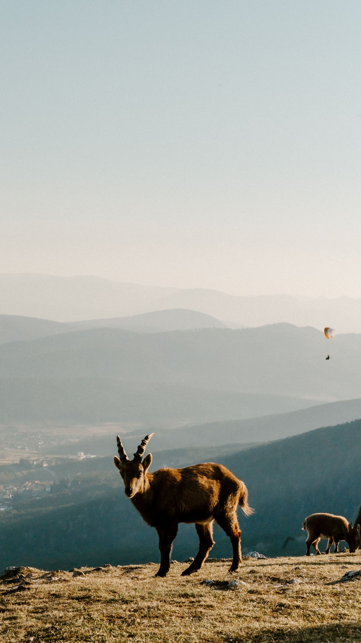 Wild animals grazing on hilltop against misty mountain backdrop at sunset.
