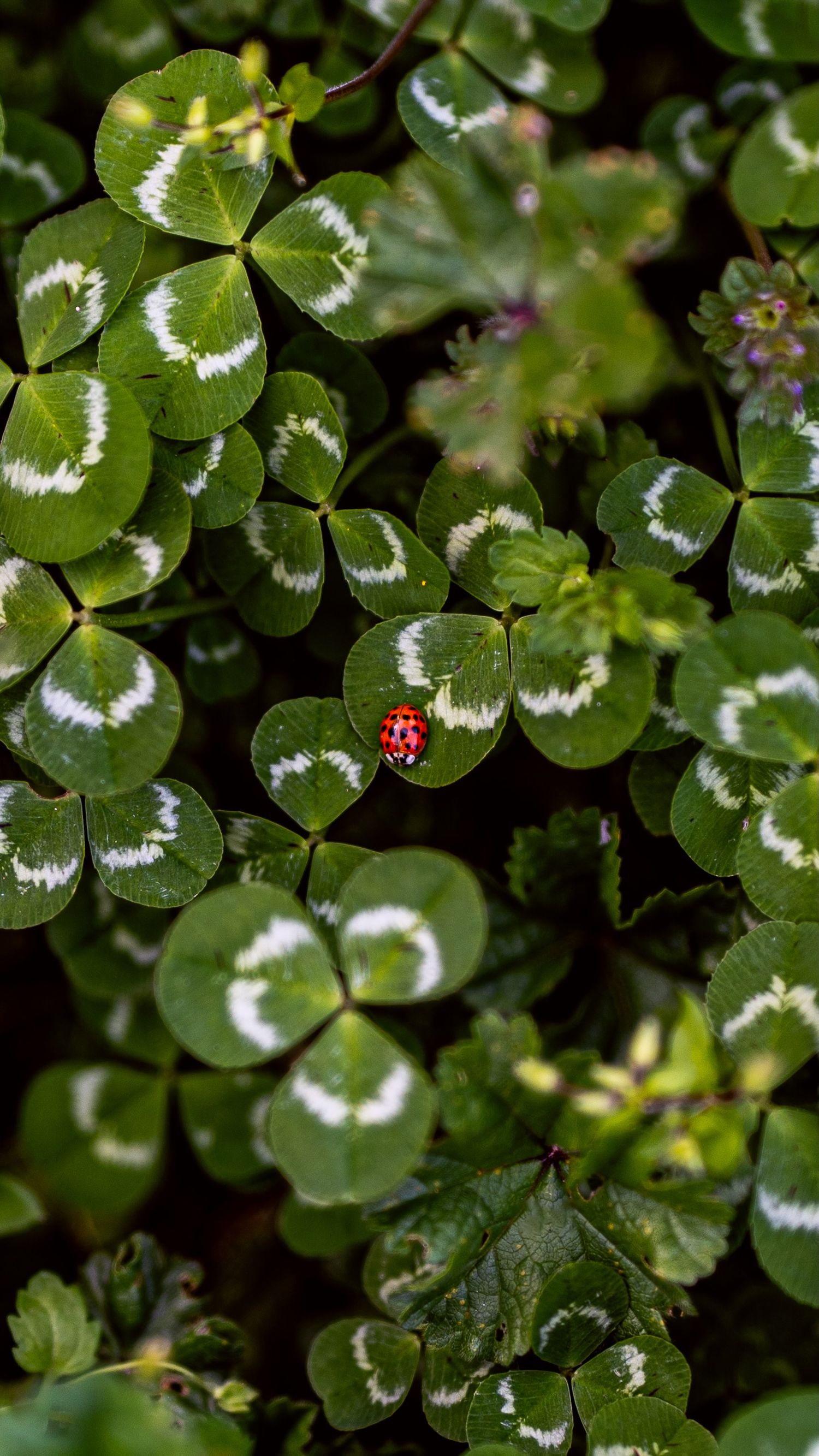 A tiny red ladybug rests on green clover leaves with white markings.