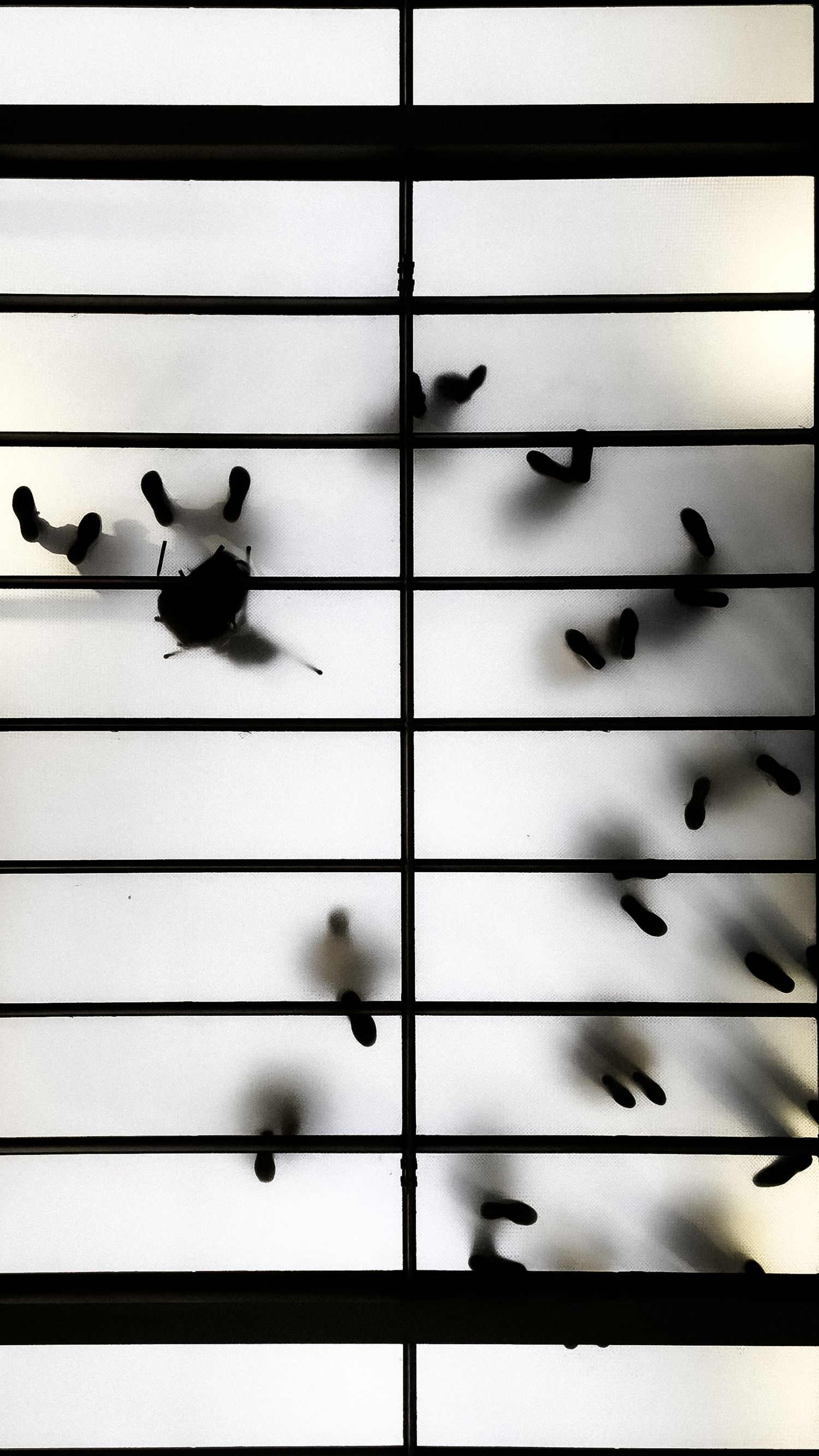 Abstract black and white composition of birds perched on parallel power lines.