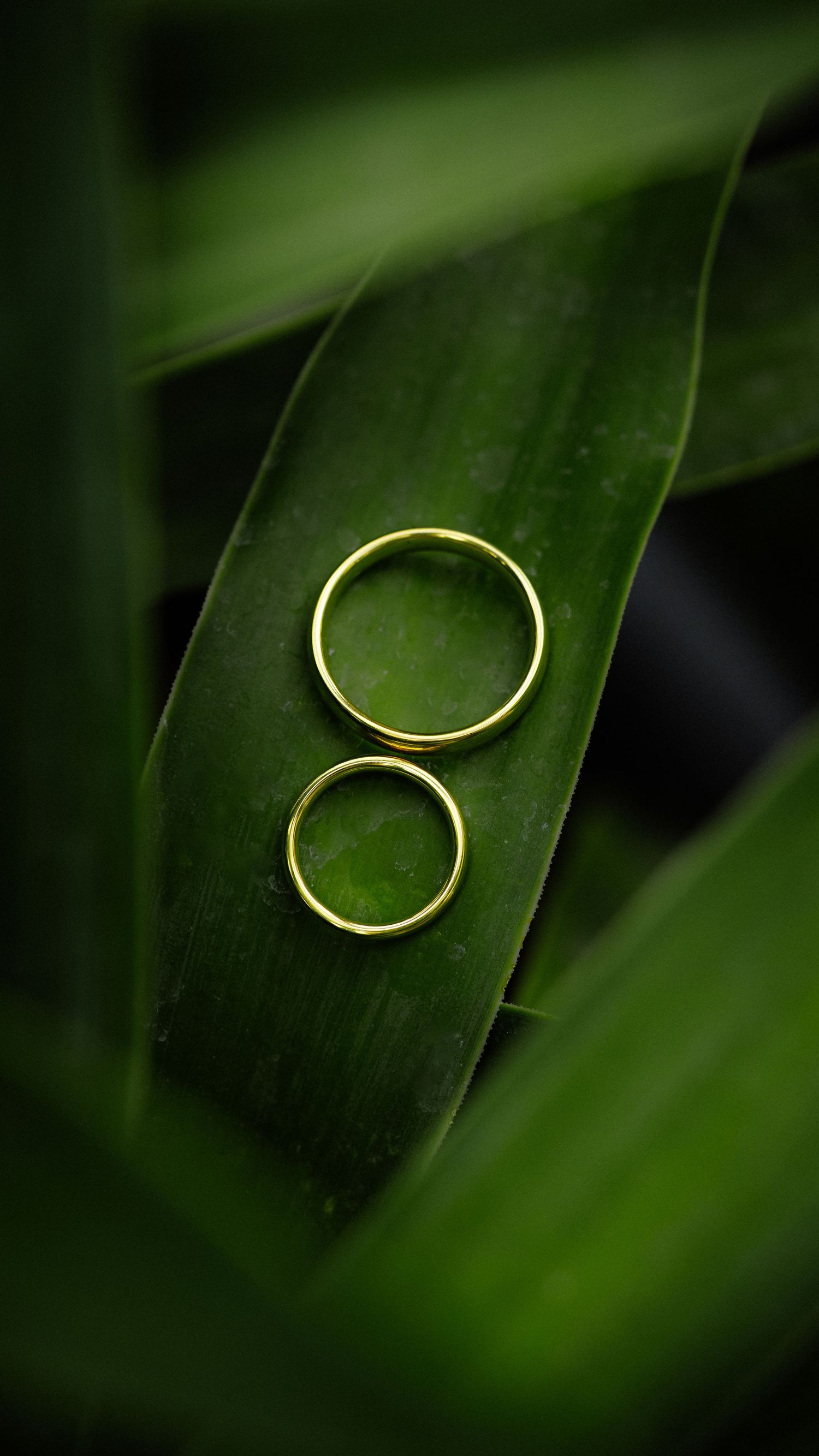 Two gold wedding bands resting on a vibrant green leaf, symbolizing love and commitment.
